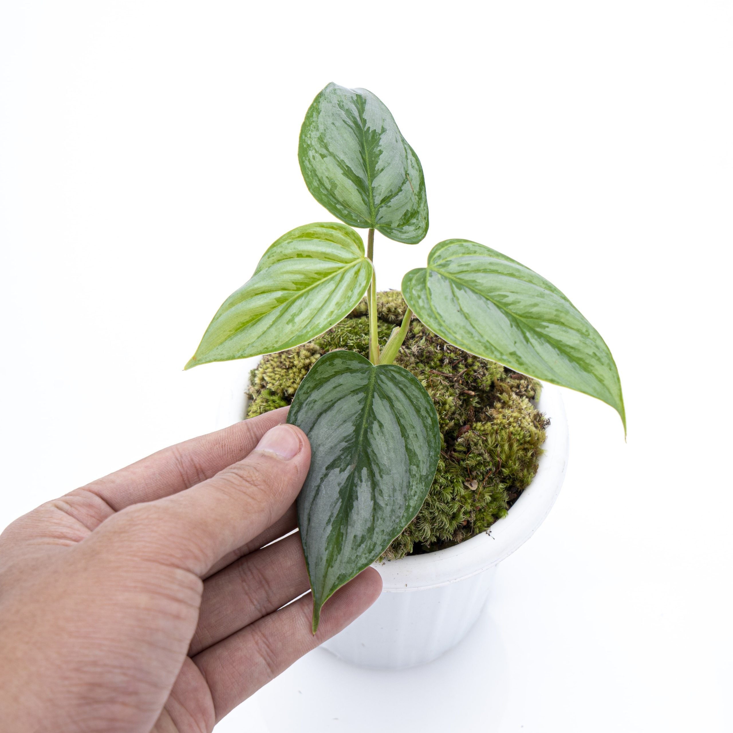 Philodendron Sodiroi - Image 2