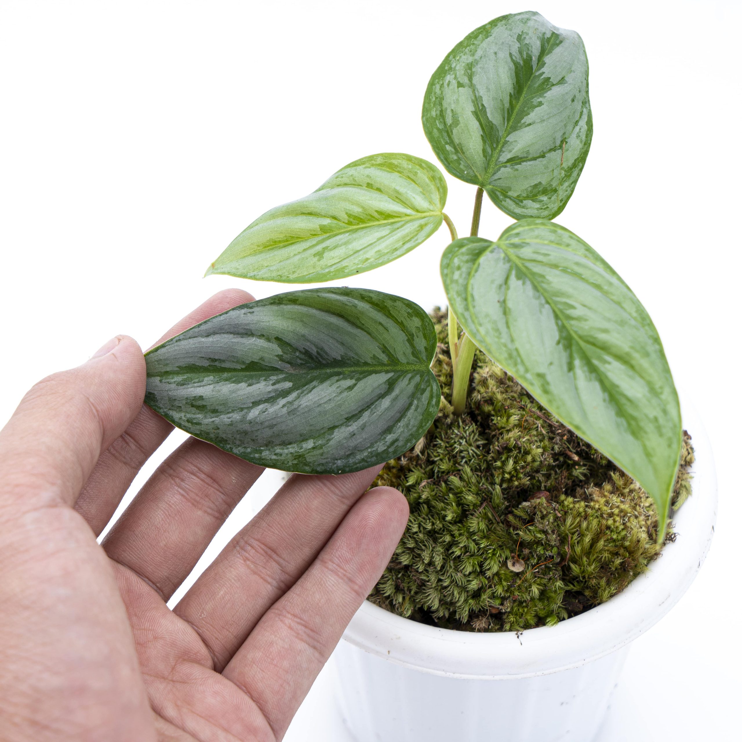 Philodendron Sodiroi - Image 3