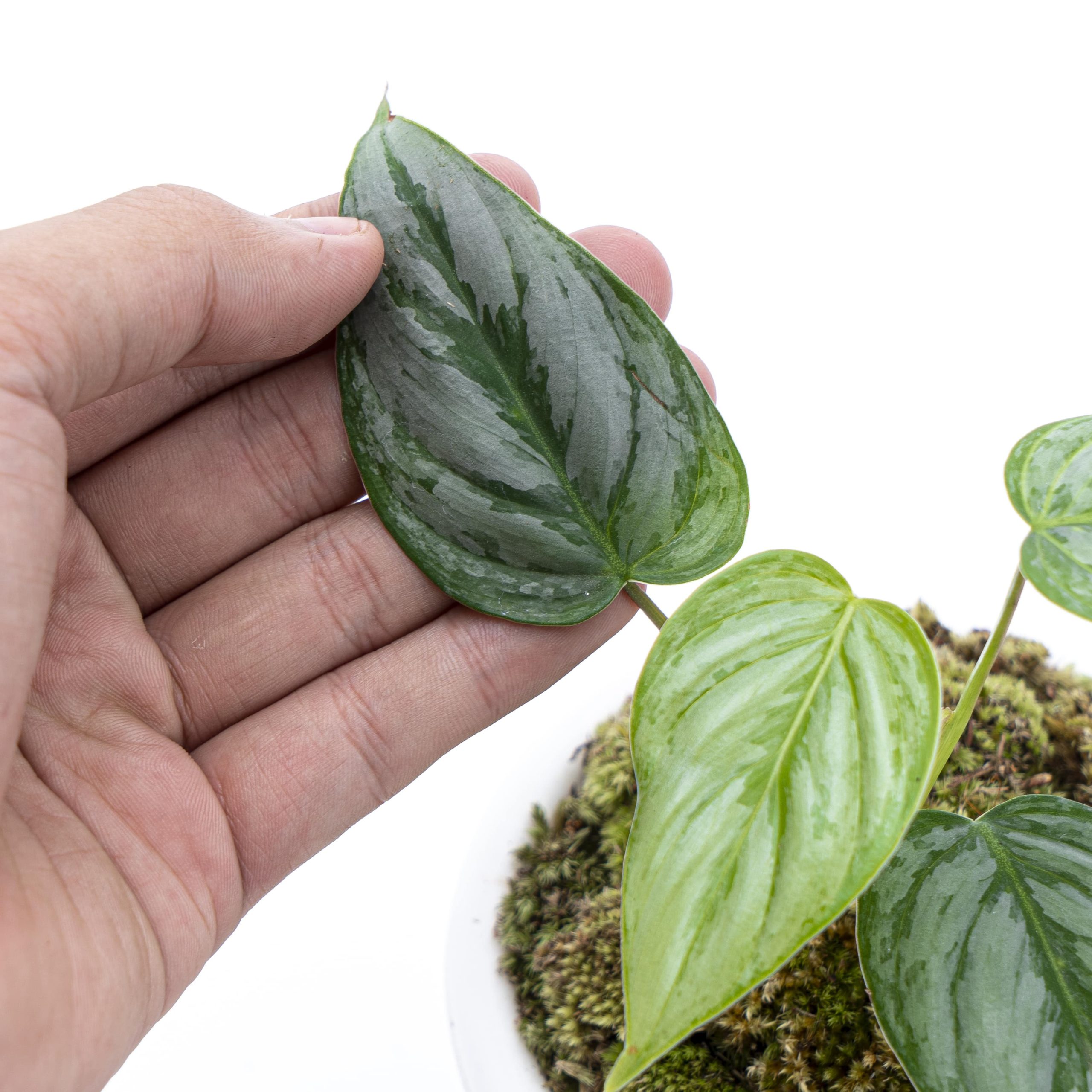 Philodendron Sodiroi - Image 4