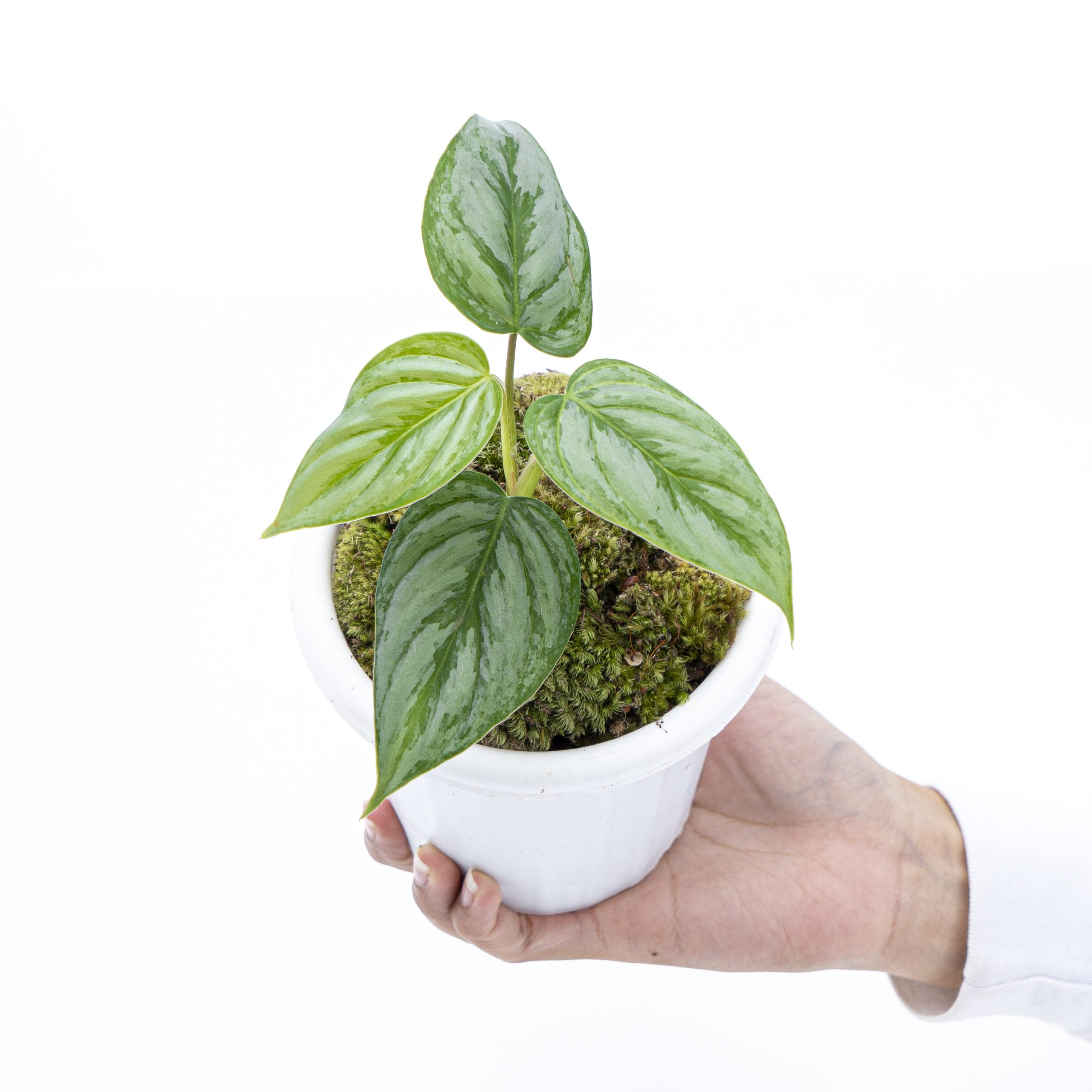Philodendron Sodiroi - Image 5