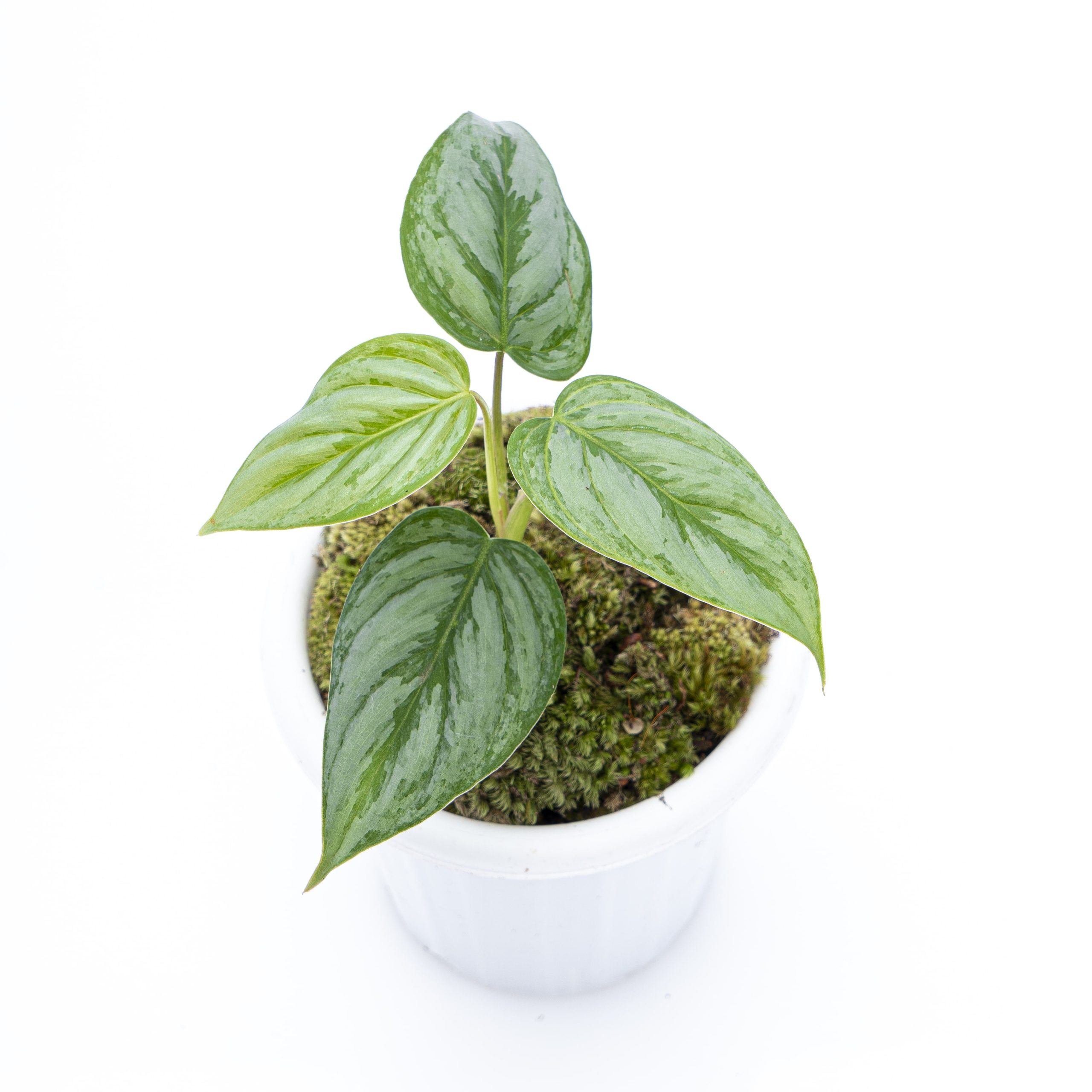 Philodendron Sodiroi - Image 6