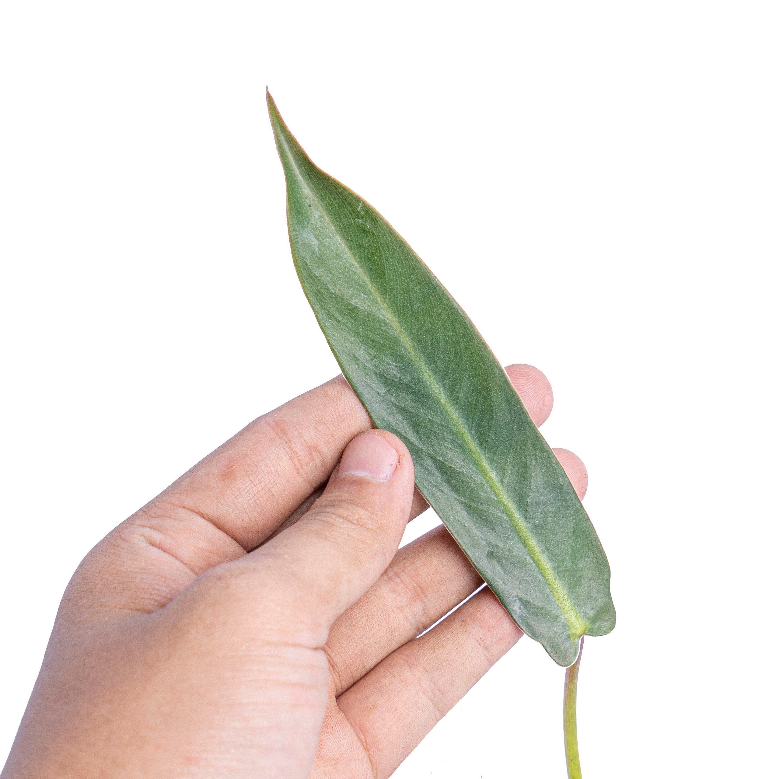 Philodendron spiritus sancti - Image 2