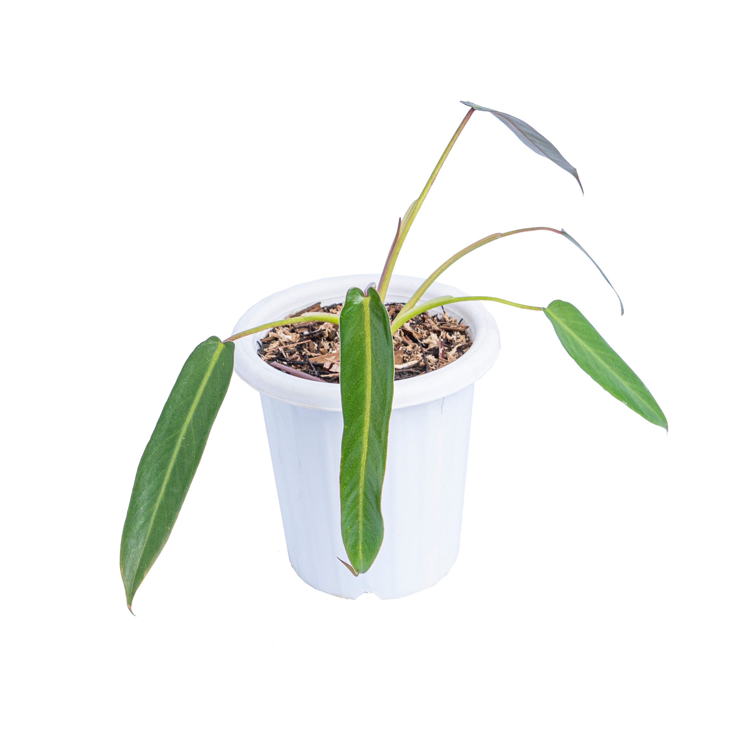 Philodendron spiritus sancti - Image 3