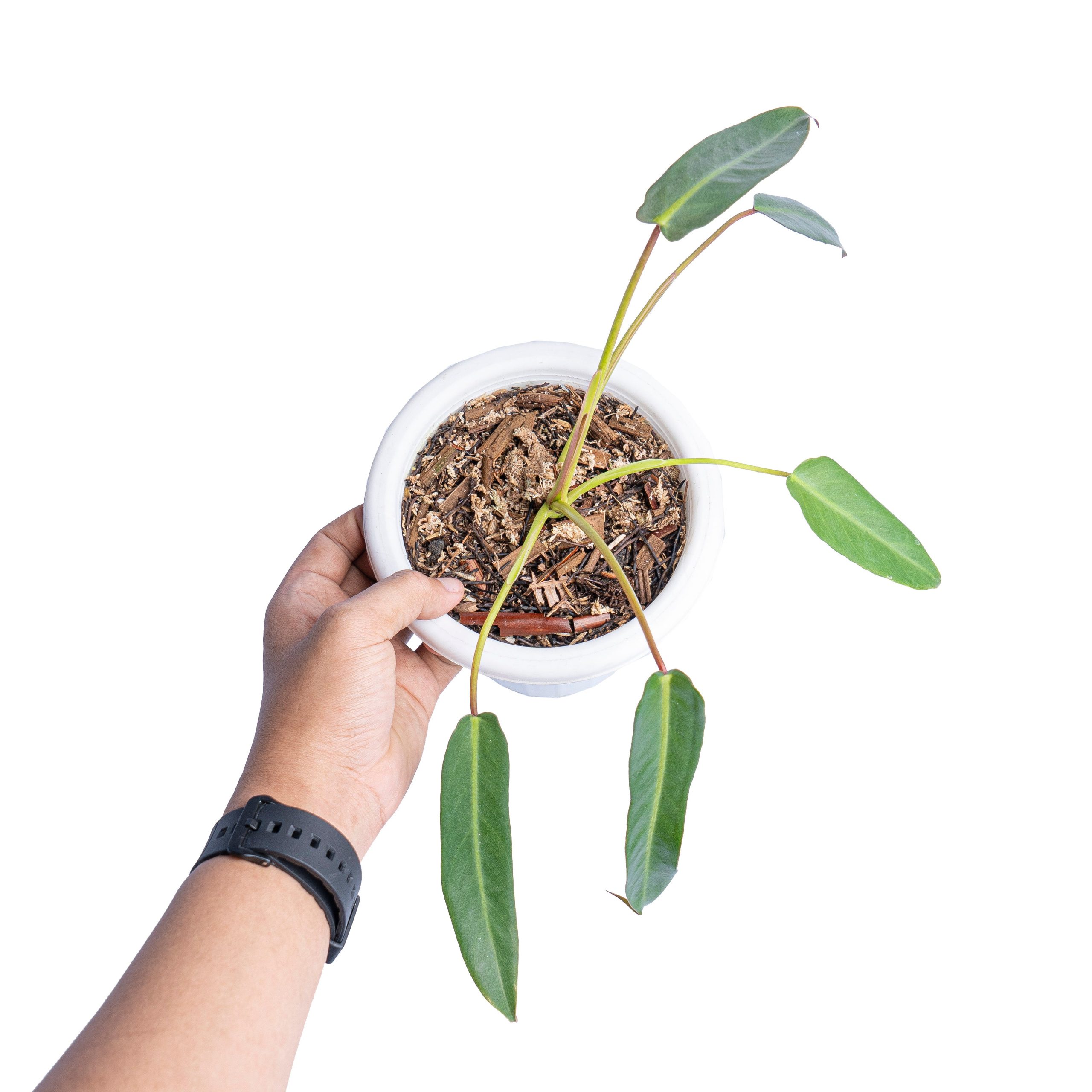 Philodendron spiritus sancti - Image 4