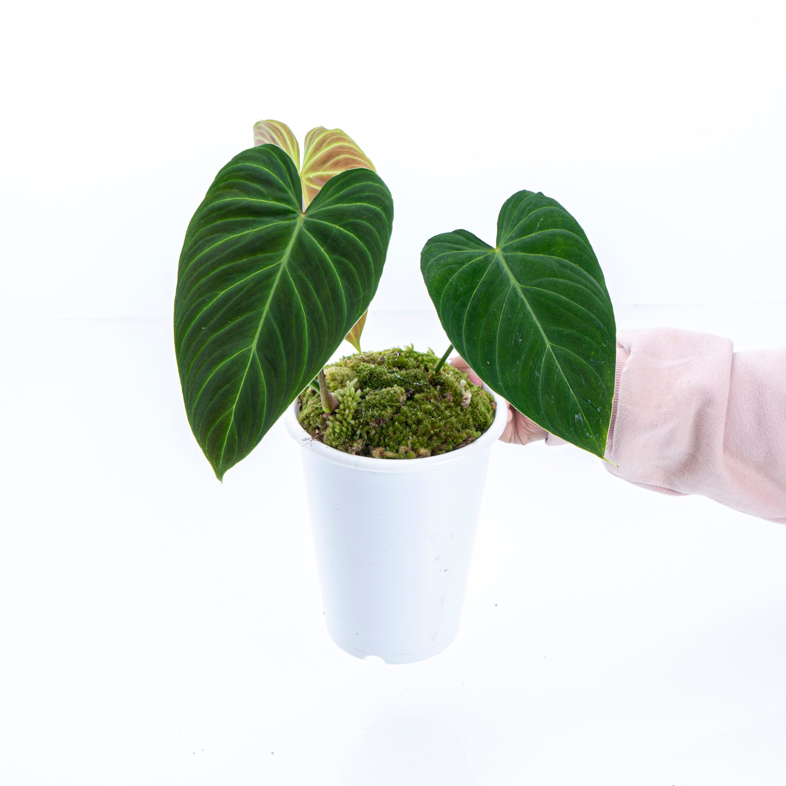 Philodendron Splendid (Melanochrysum x Verrucosum)