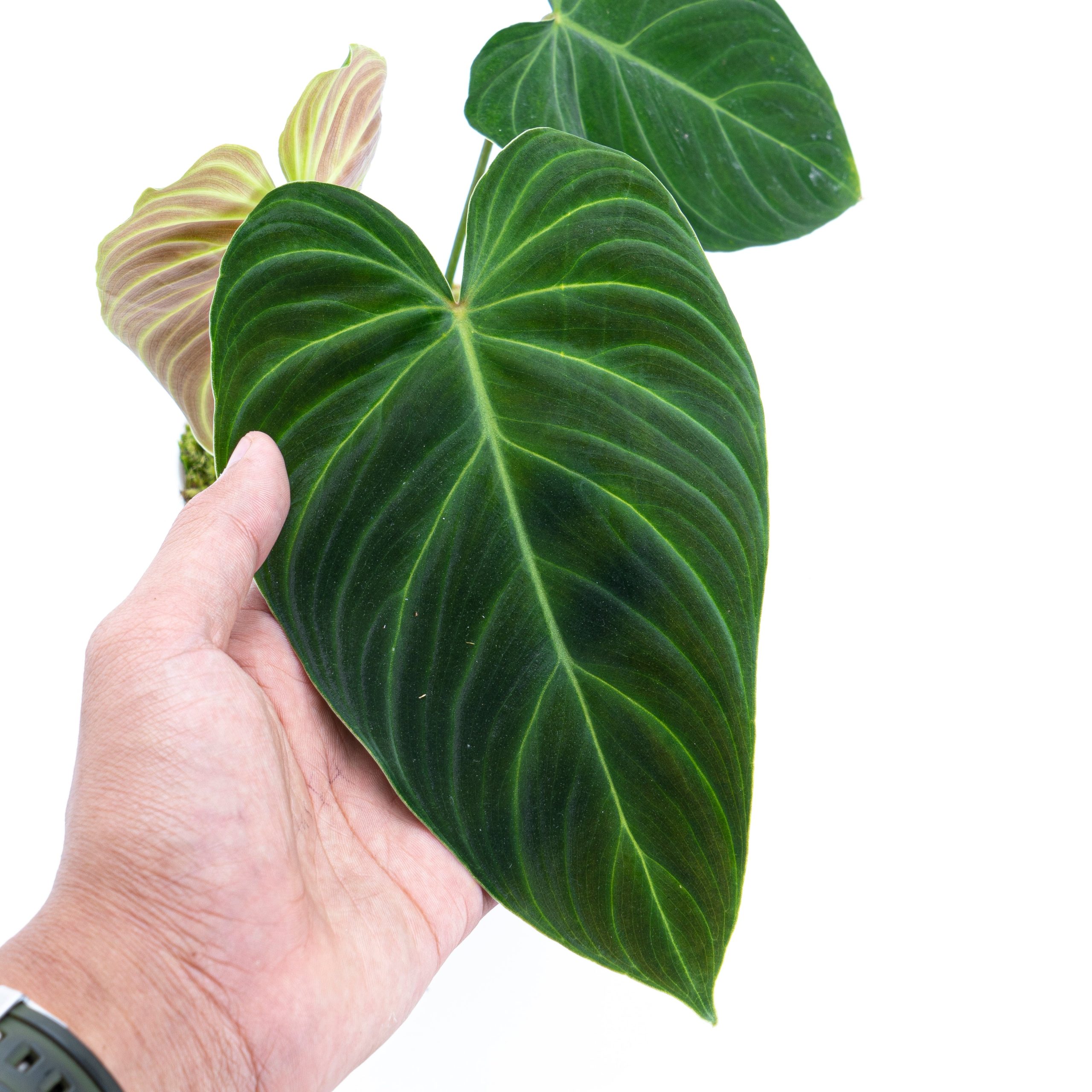 Philodendron Splendid (Melanochrysum x Verrucosum) - Image 2