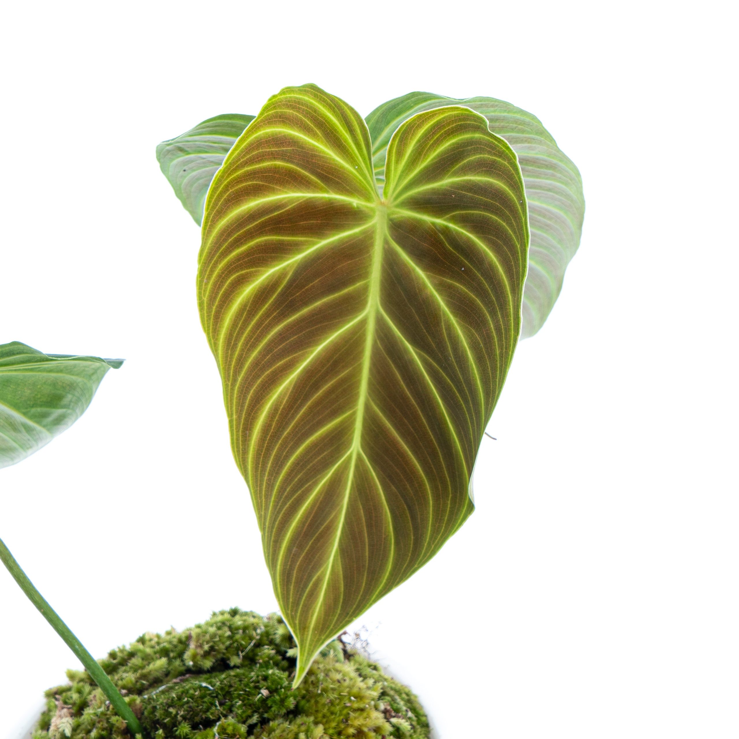 Philodendron Splendid (Melanochrysum x Verrucosum) - Image 3