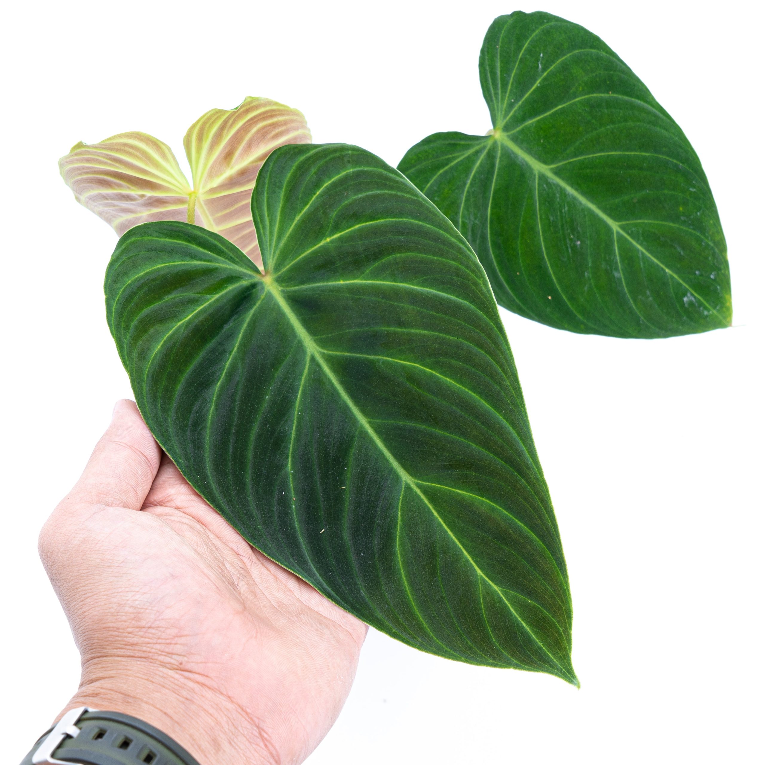 Philodendron Splendid (Melanochrysum x Verrucosum) - Image 4