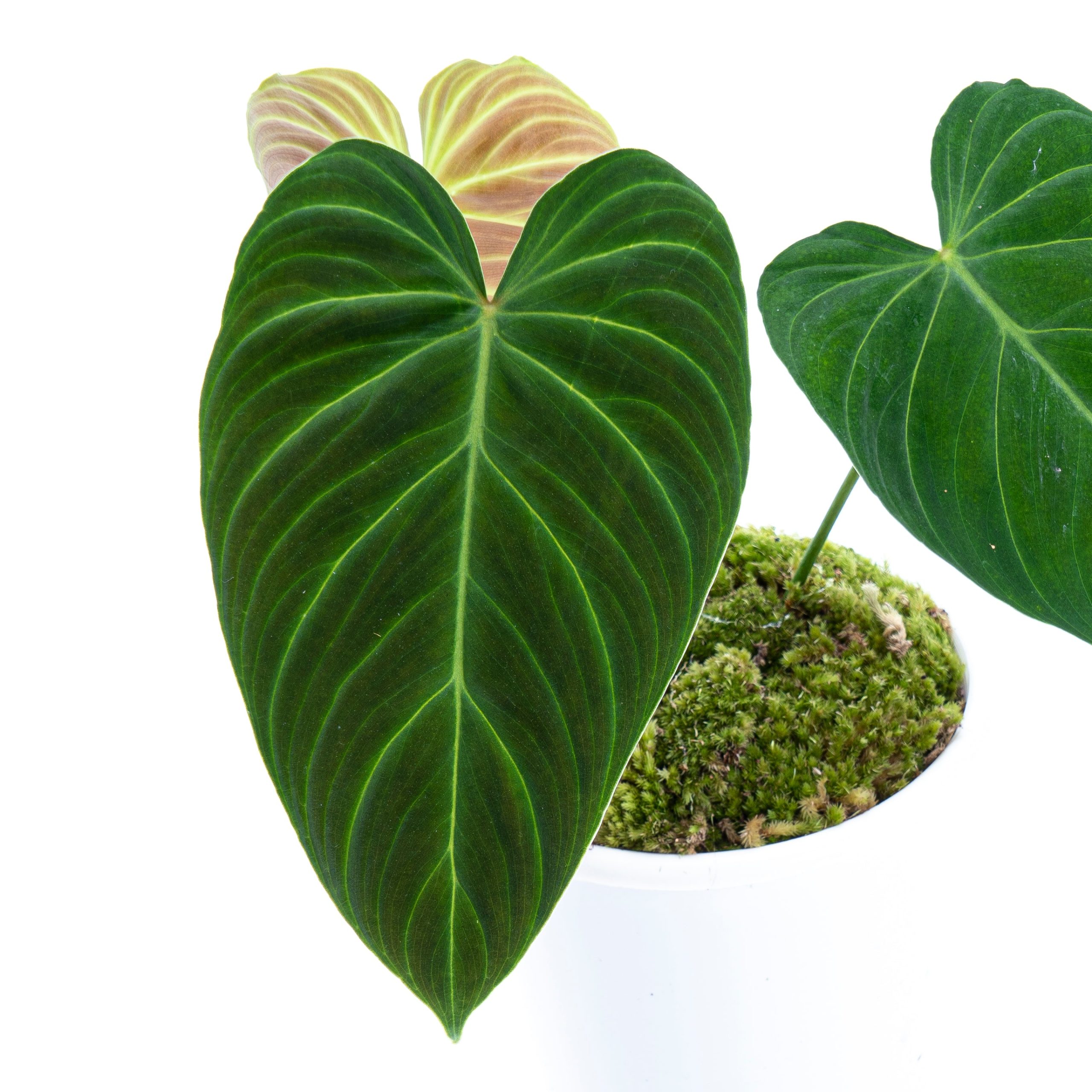 Philodendron Splendid (Melanochrysum x Verrucosum) - Image 5
