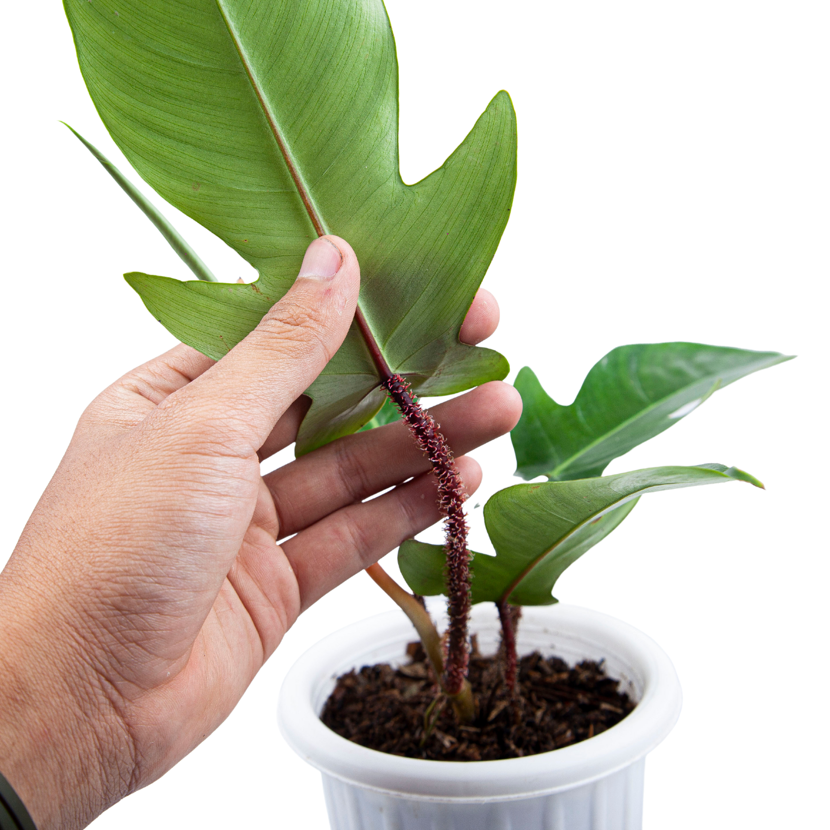 Philodendron Squamiferum - Image 2