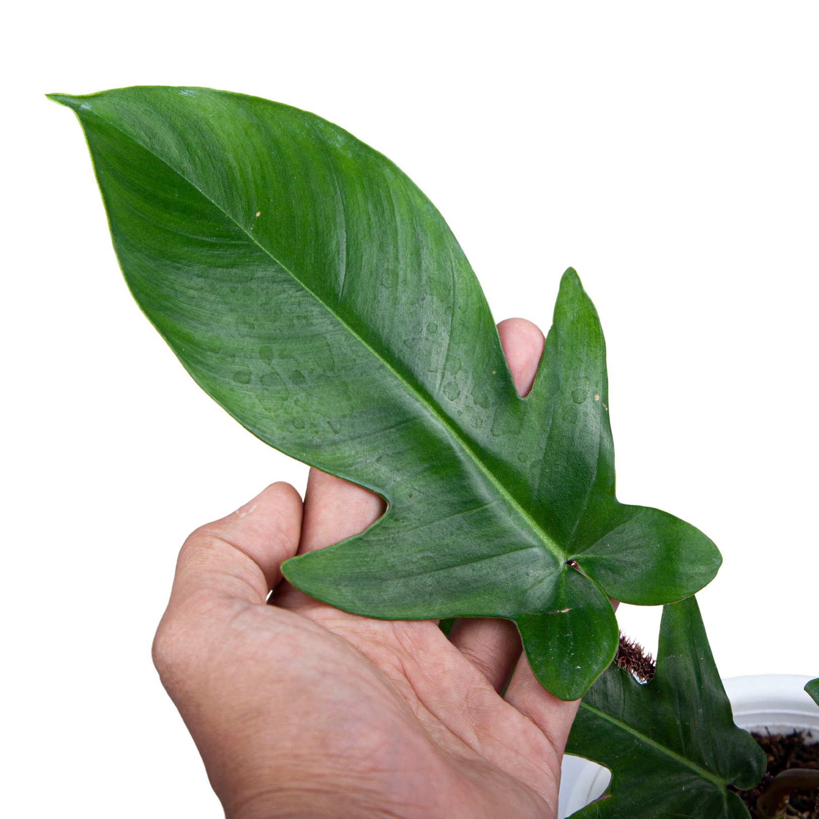 Philodendron Squamiferum - Image 3