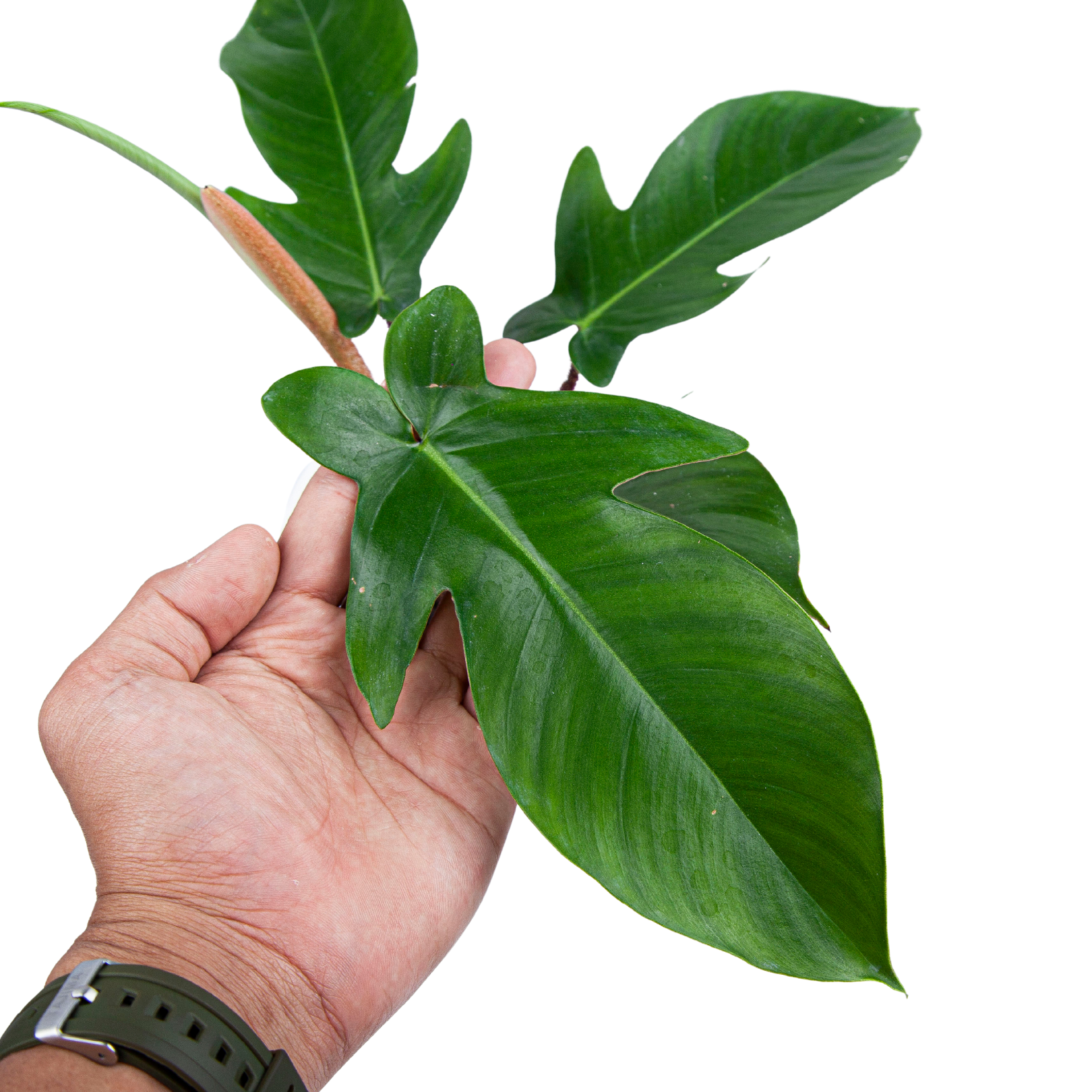 Philodendron Squamiferum - Image 4