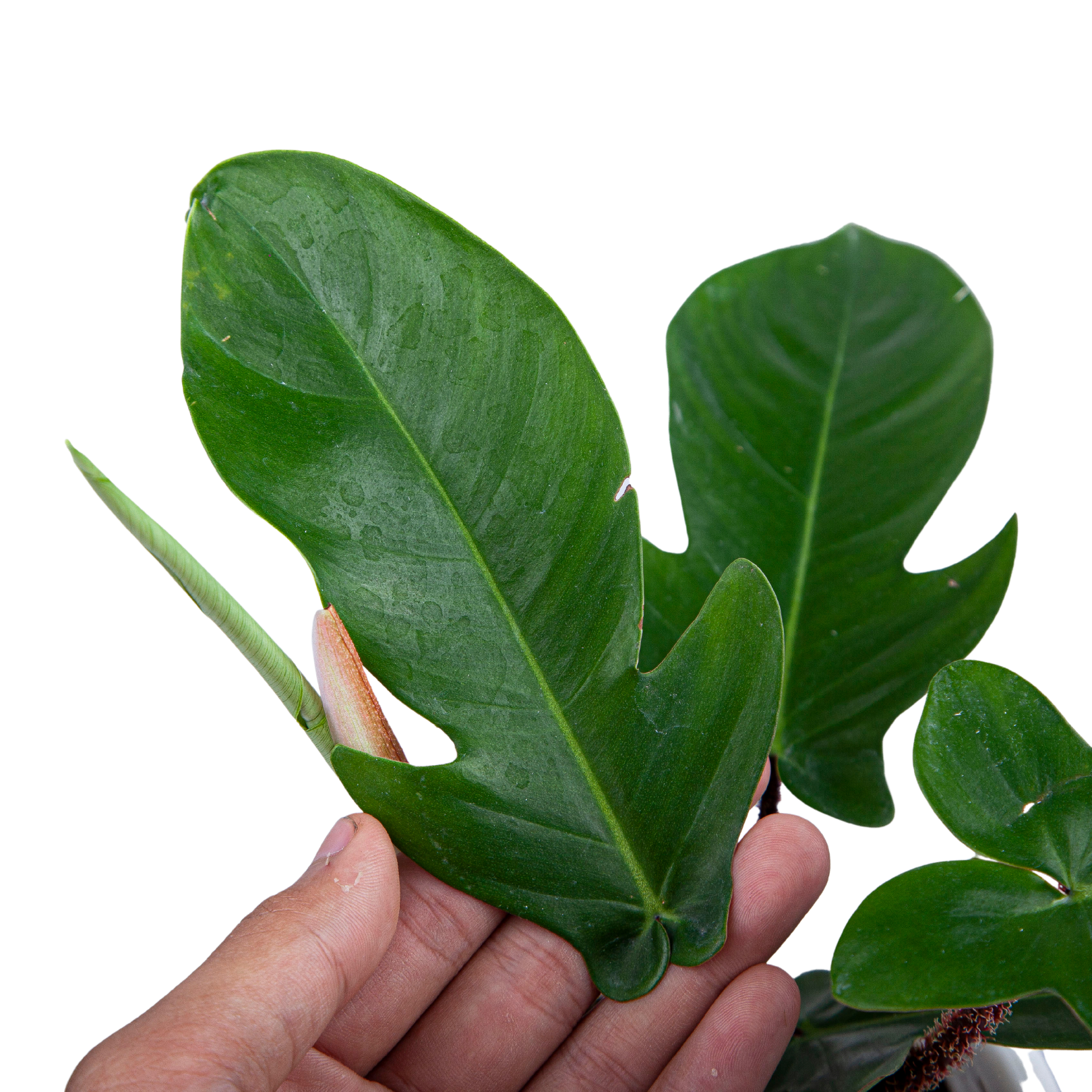 Philodendron Squamiferum - Image 5