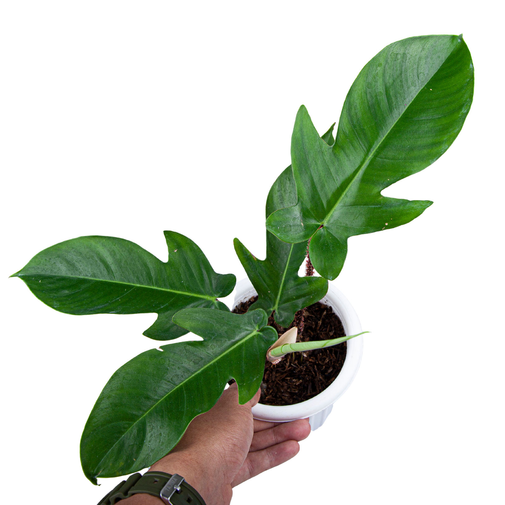 Philodendron Squamiferum - Image 6