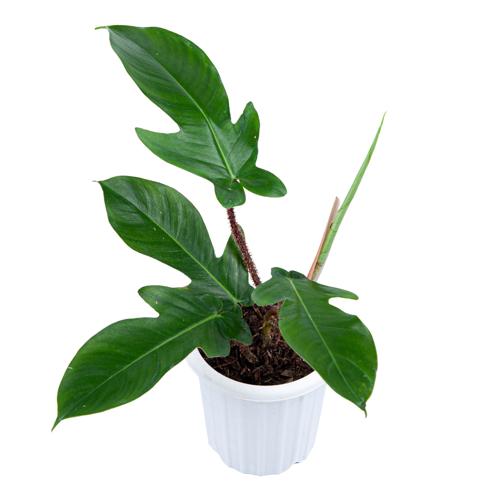 Philodendron Squamiferum - Image 7