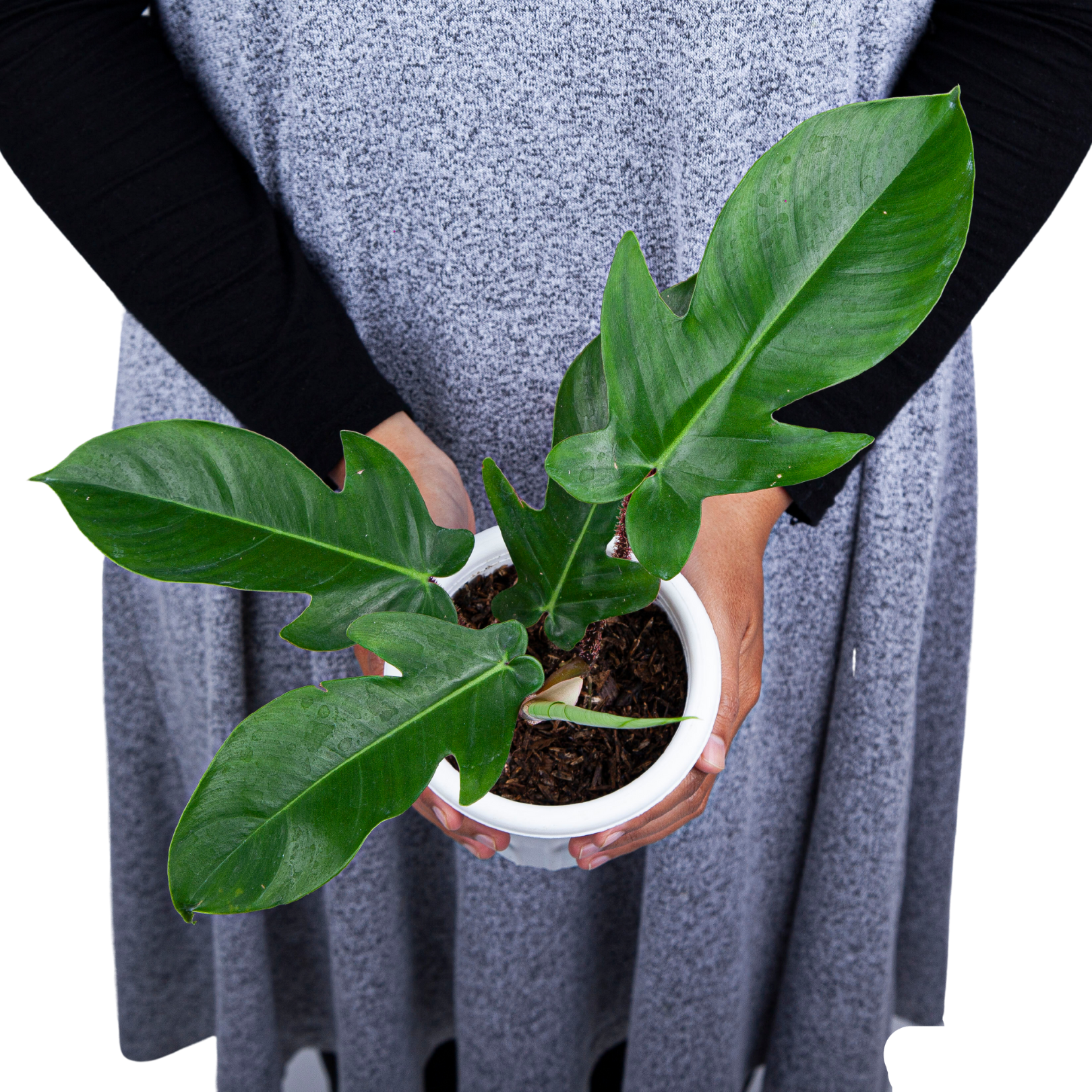 Philodendron Squamiferum - Image 8