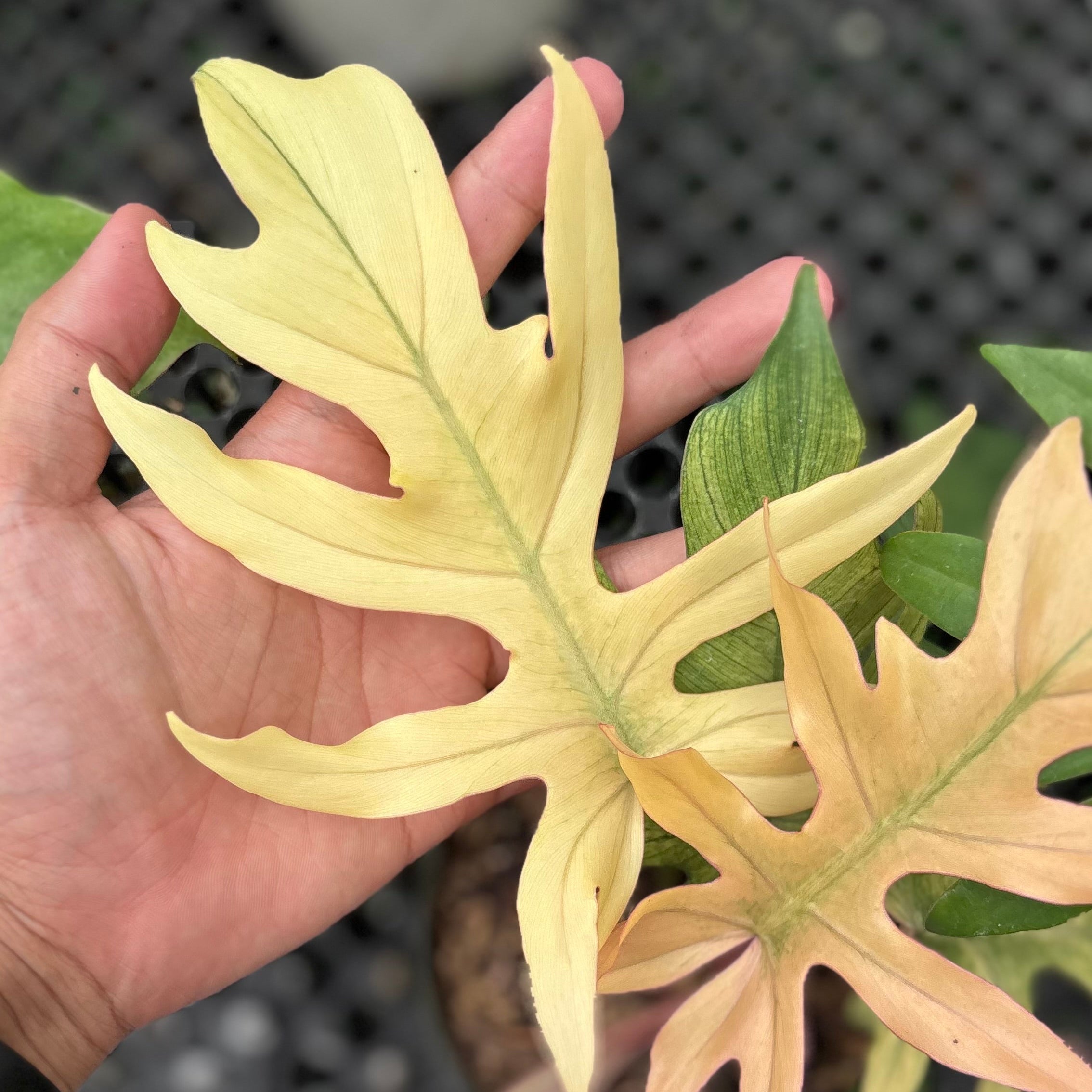 Philodendron Squamiferum x Mayoi - Image 2