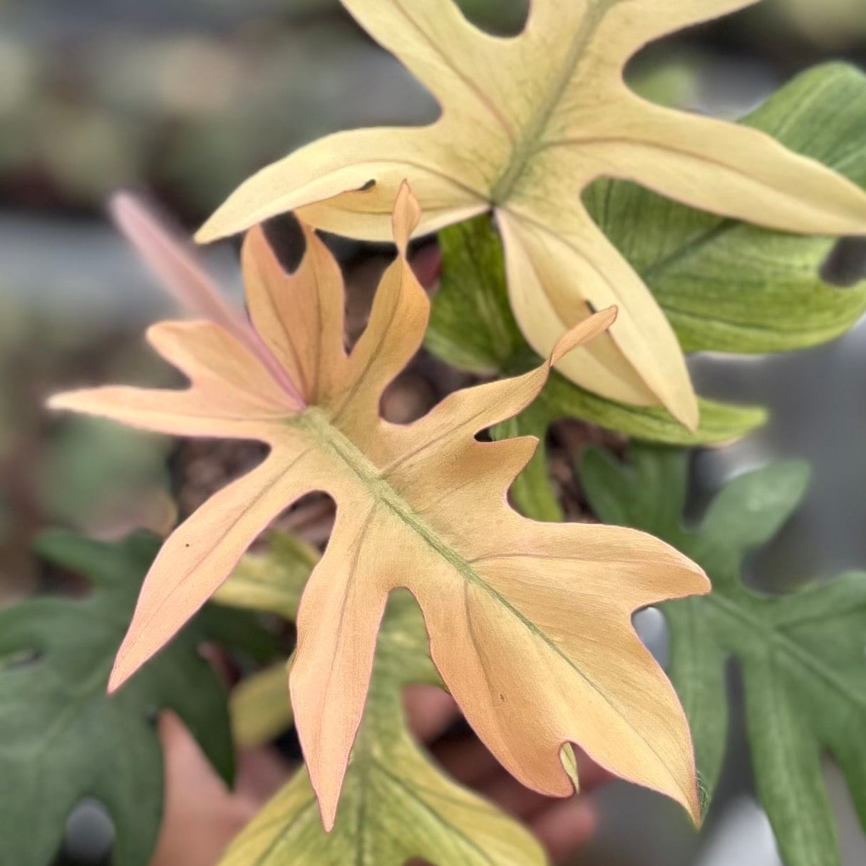 Philodendron Squamiferum x Mayoi - Image 3