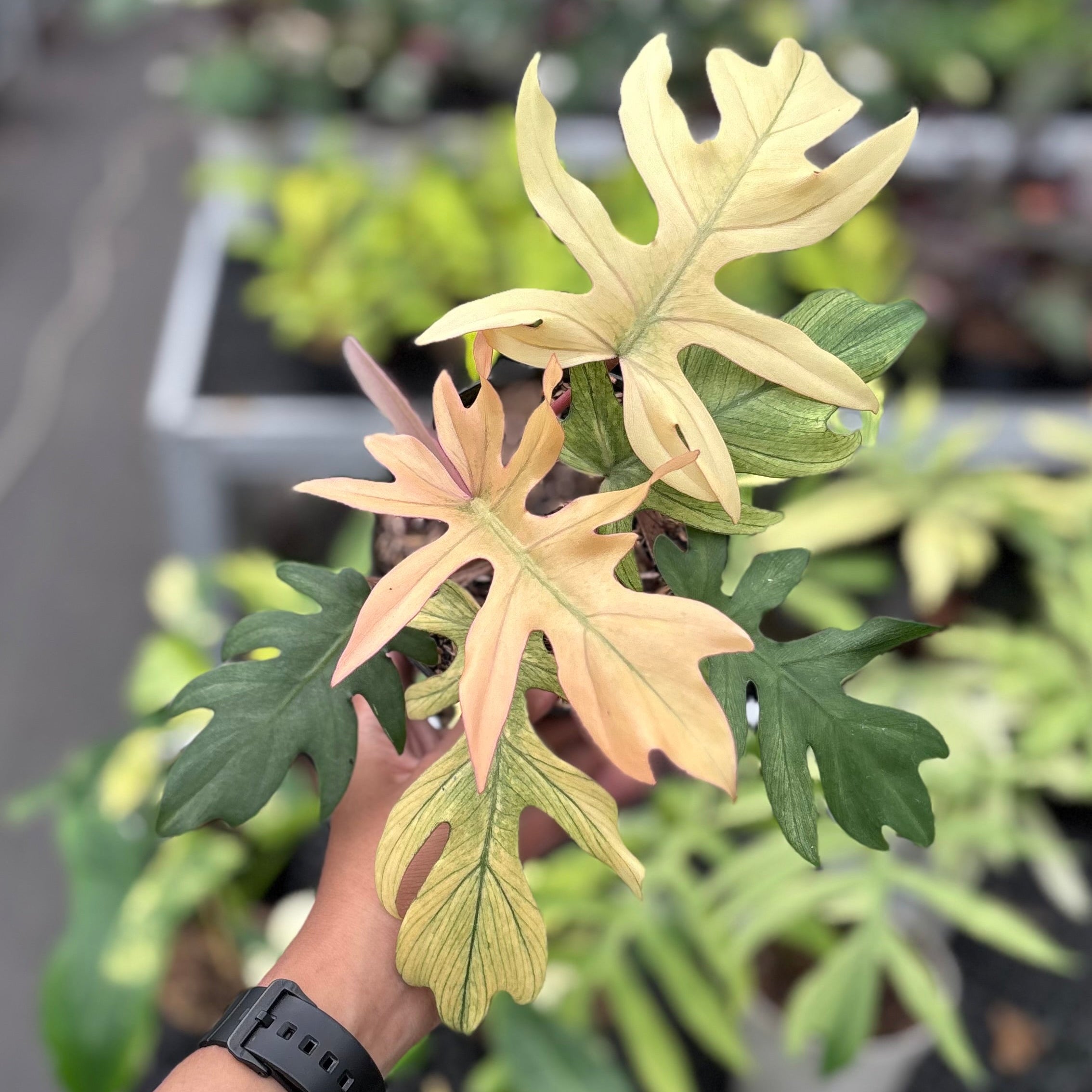 Philodendron Squamiferum x Mayoi - Image 4