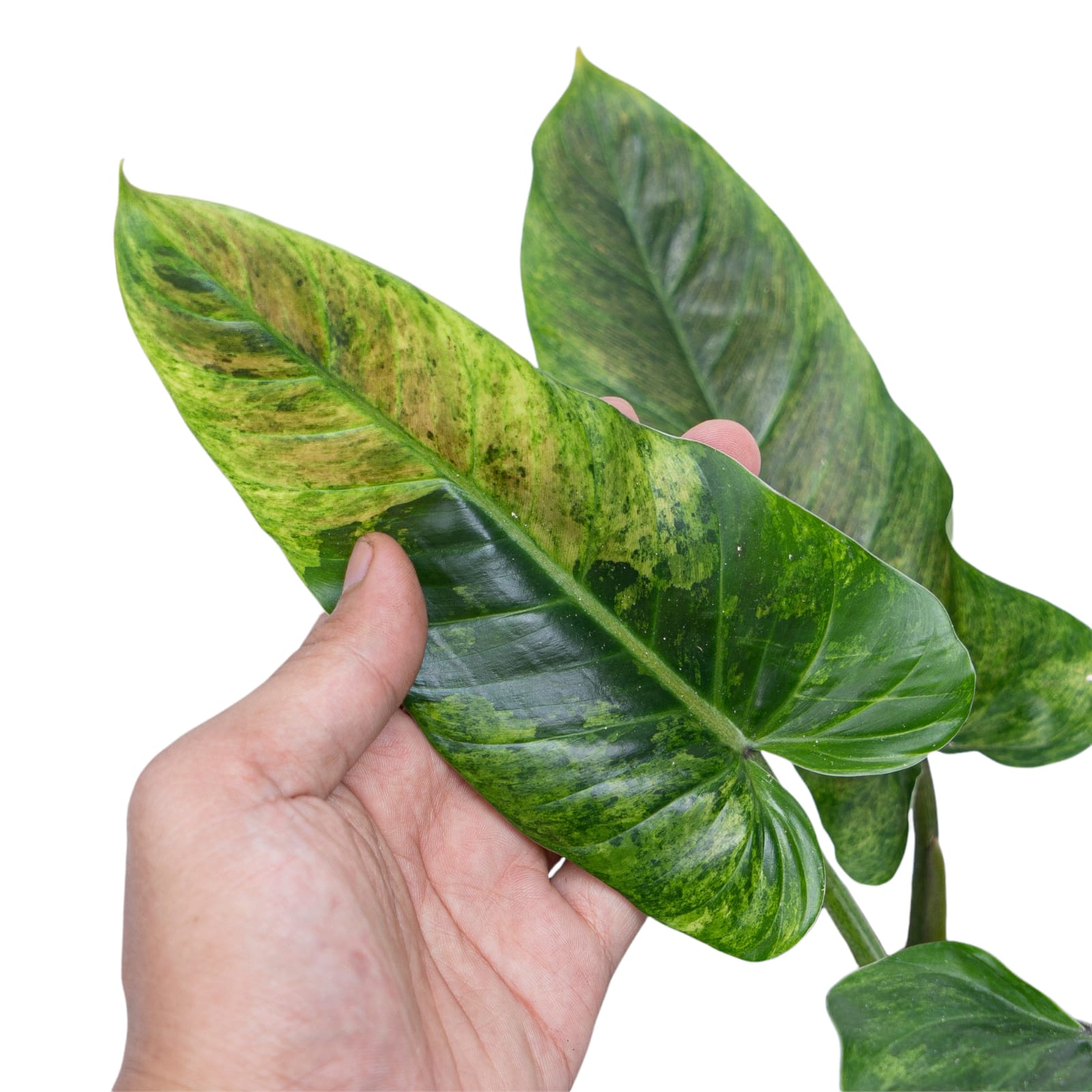 Philodendron Subhastatum Variegated - Image 2