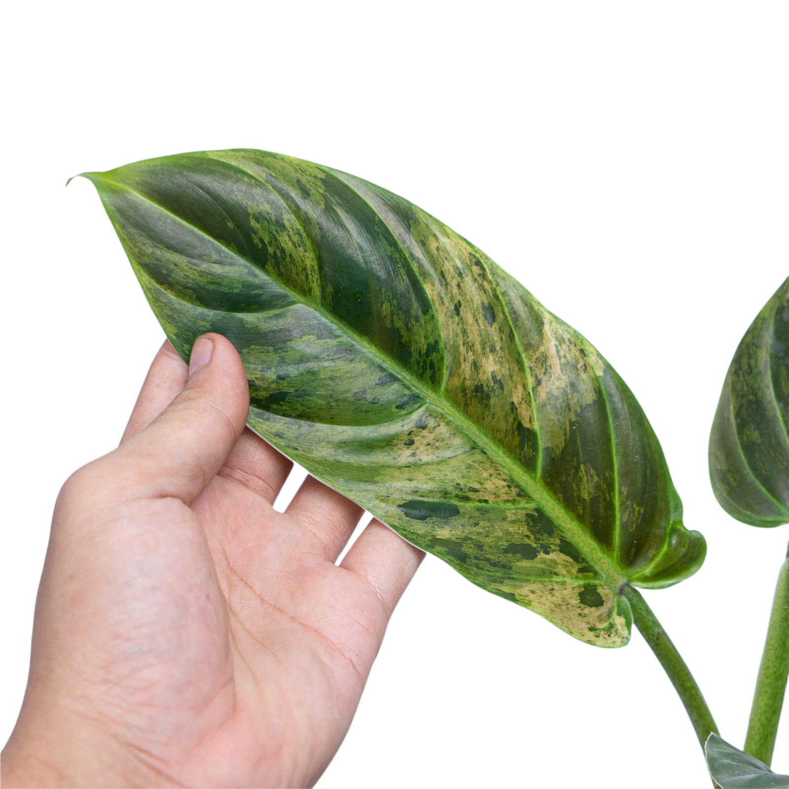 Philodendron Subhastatum Variegated - Image 3