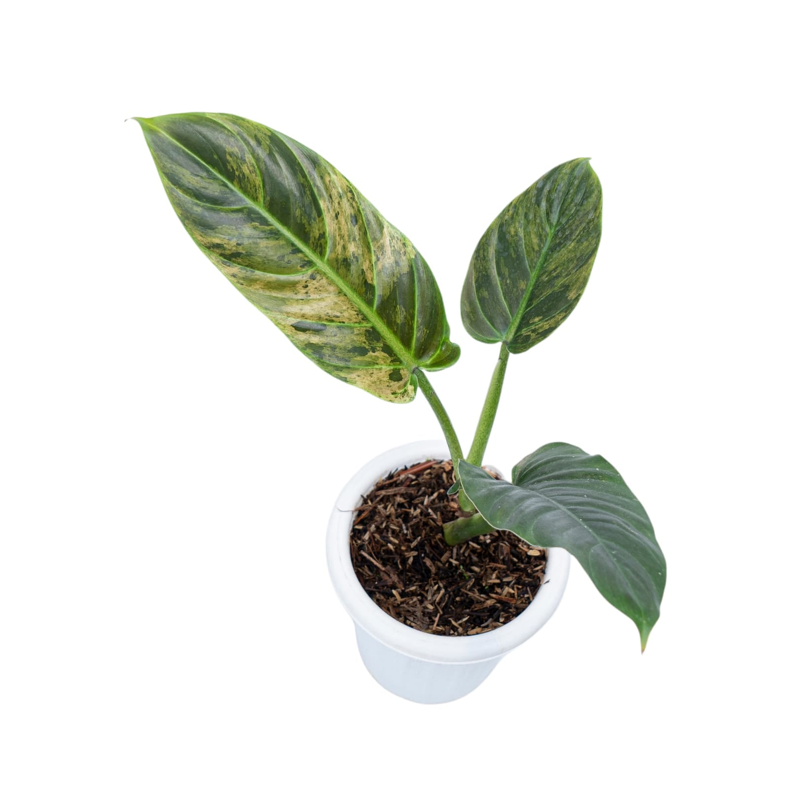 Philodendron Subhastatum Variegated - Image 4