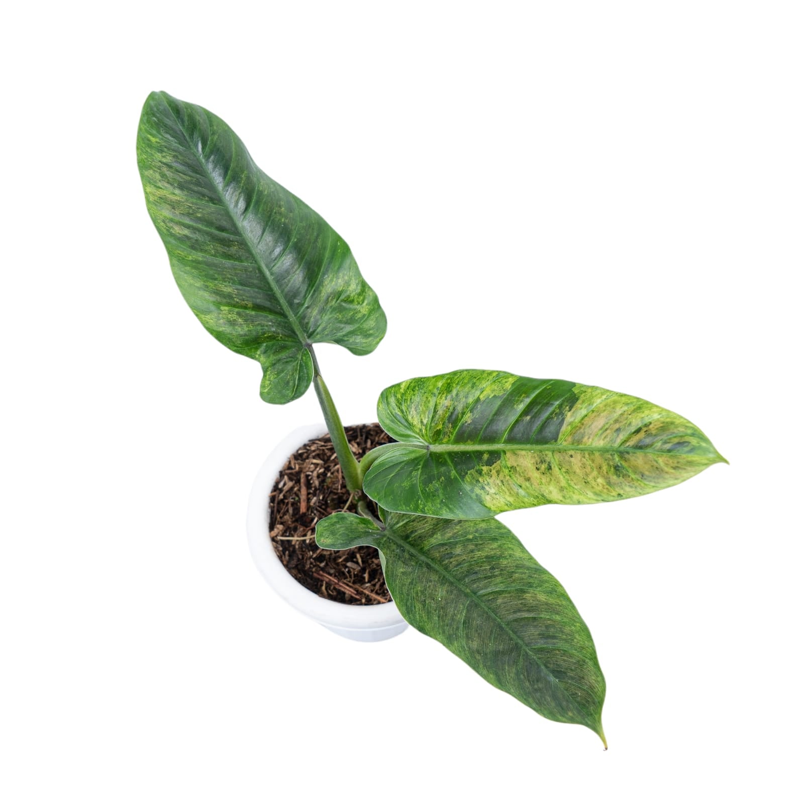 Philodendron Subhastatum Variegated - Image 5