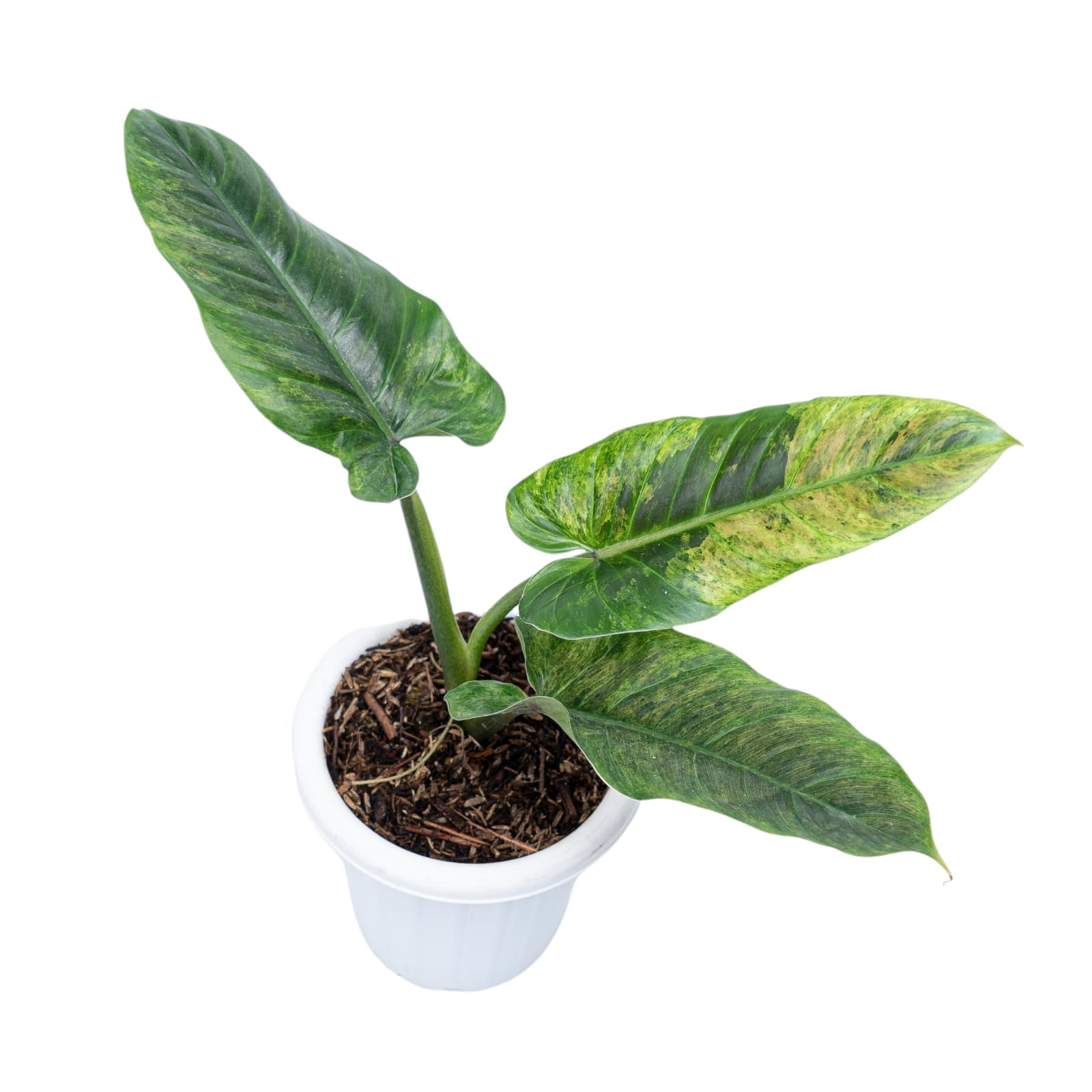 Philodendron Subhastatum Variegated - Image 6