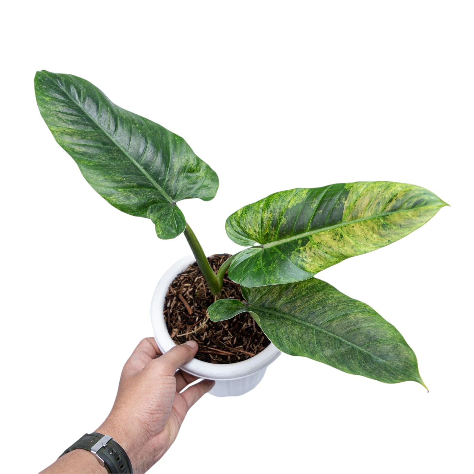 Philodendron Subhastatum Variegated - Image 7