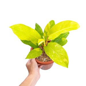 Philodendron Thai Sunrise