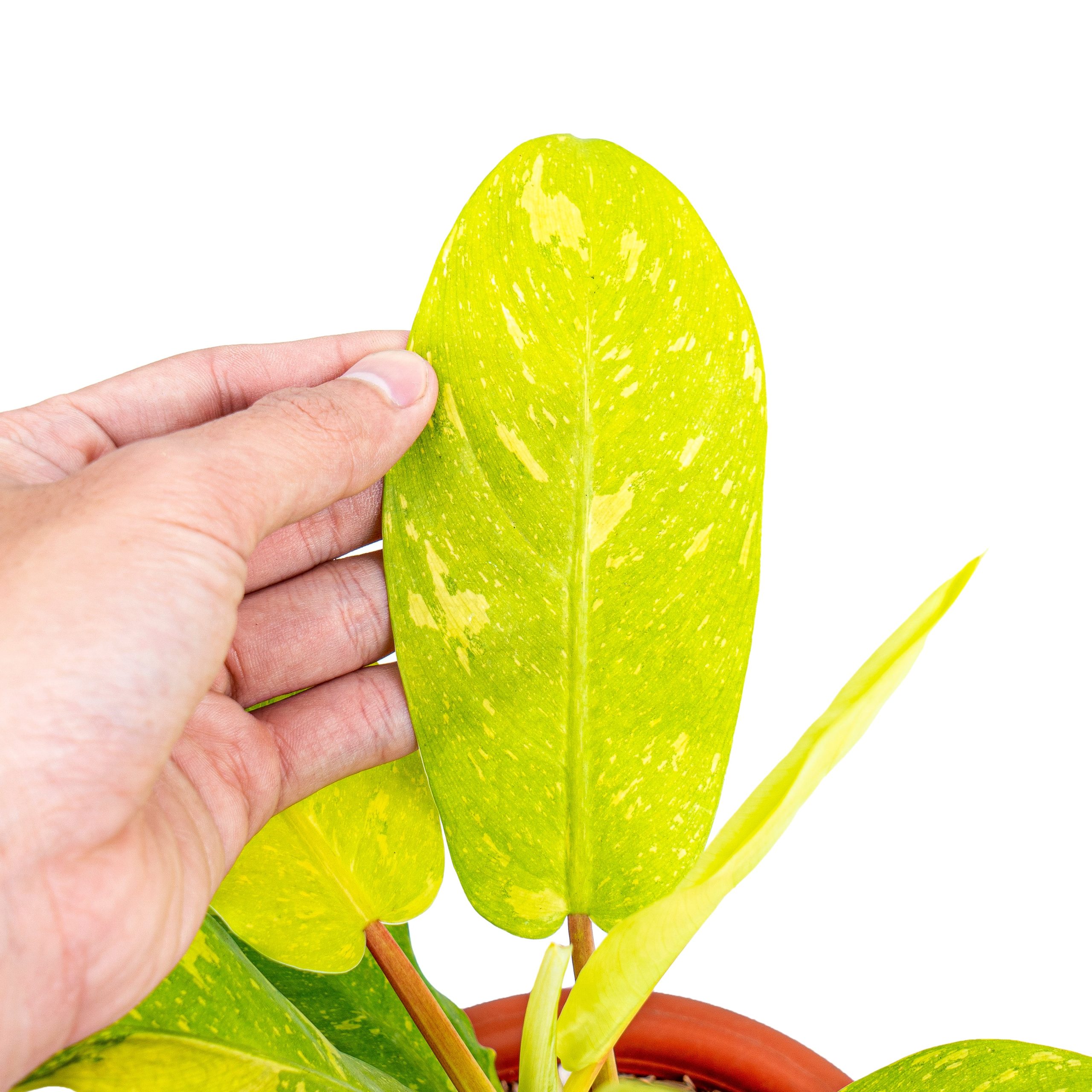 Philodendron Thai Sunrise - Image 2