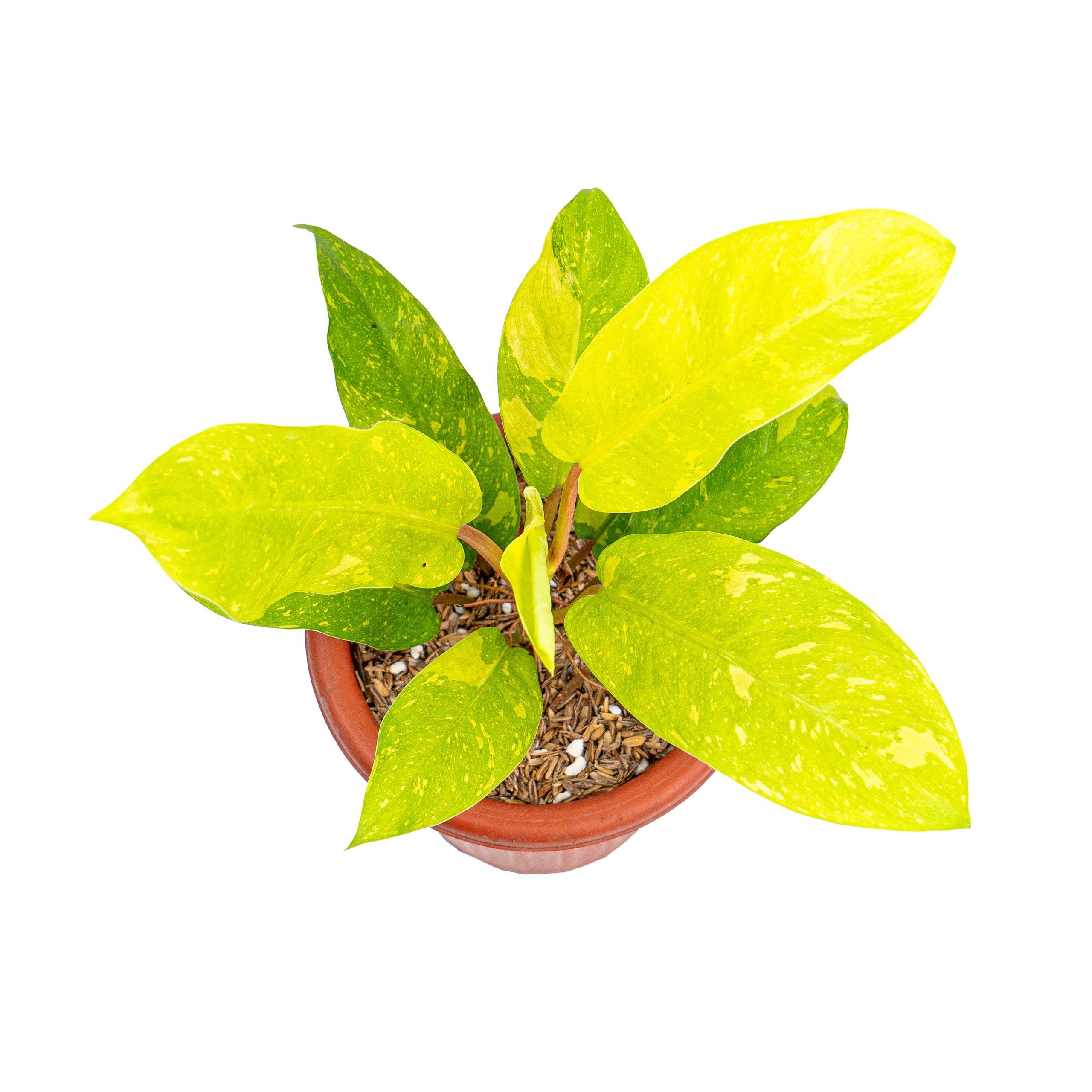 Philodendron Thai Sunrise - Image 3
