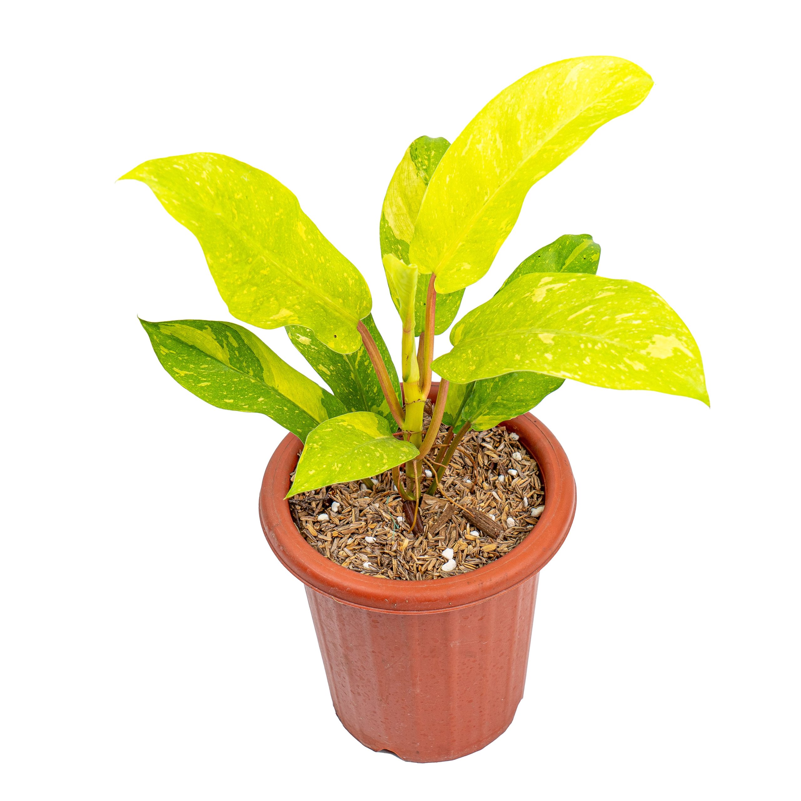 Philodendron Thai Sunrise - Image 4