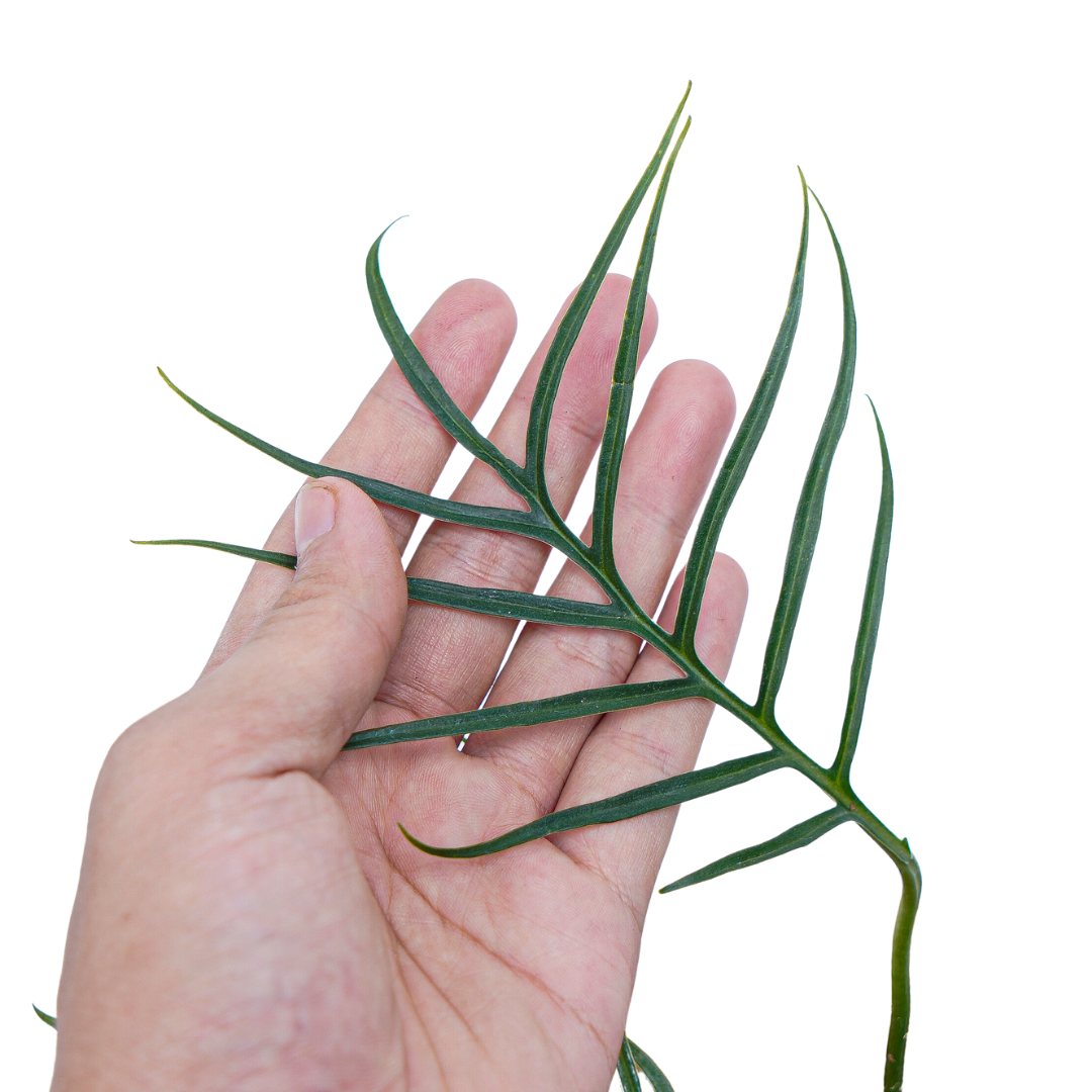 Philodendron Tortum - Image 2