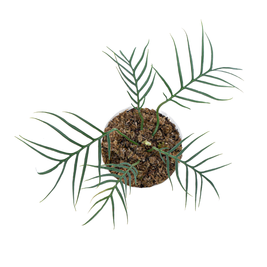 Philodendron Tortum - Image 3