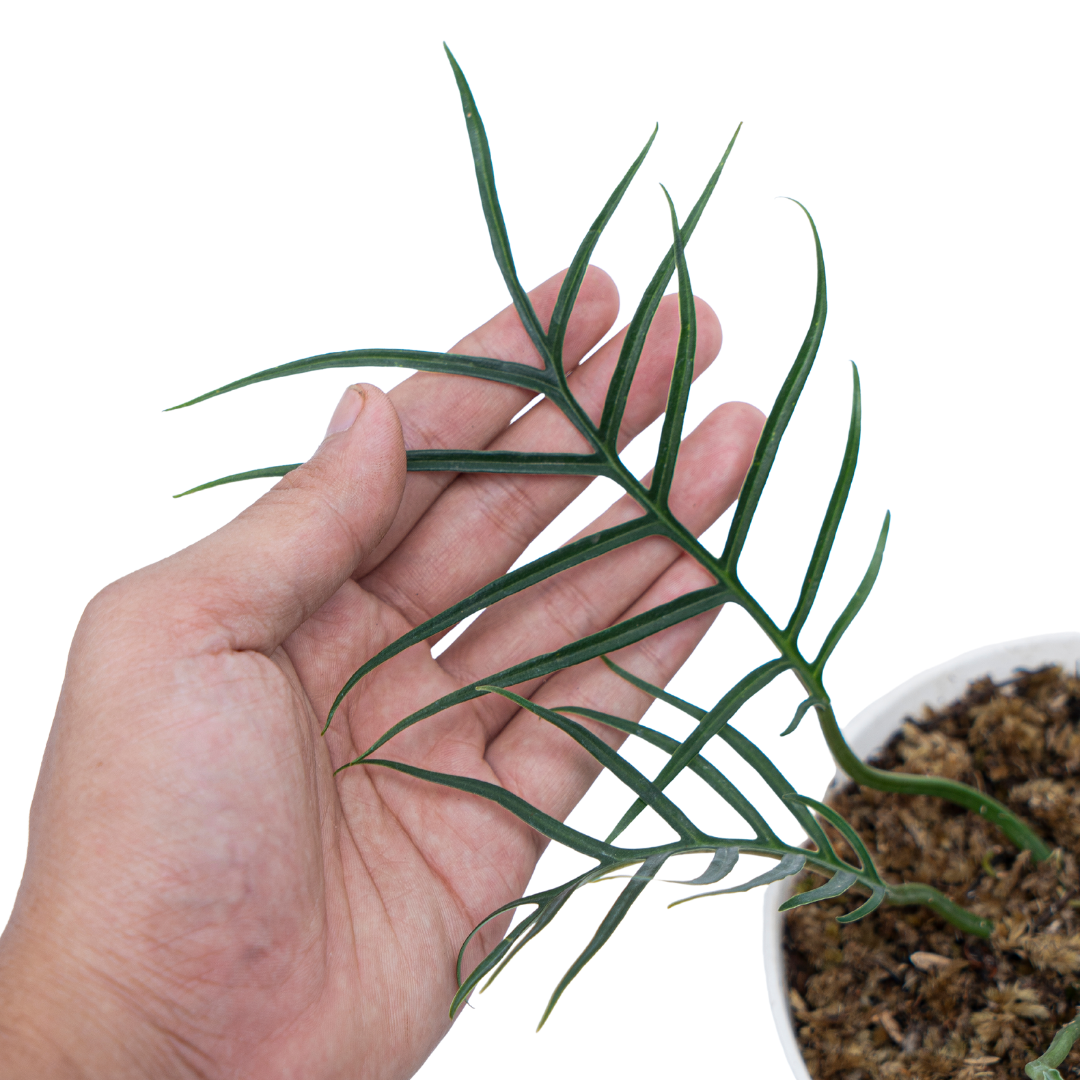 Philodendron Tortum - Image 4