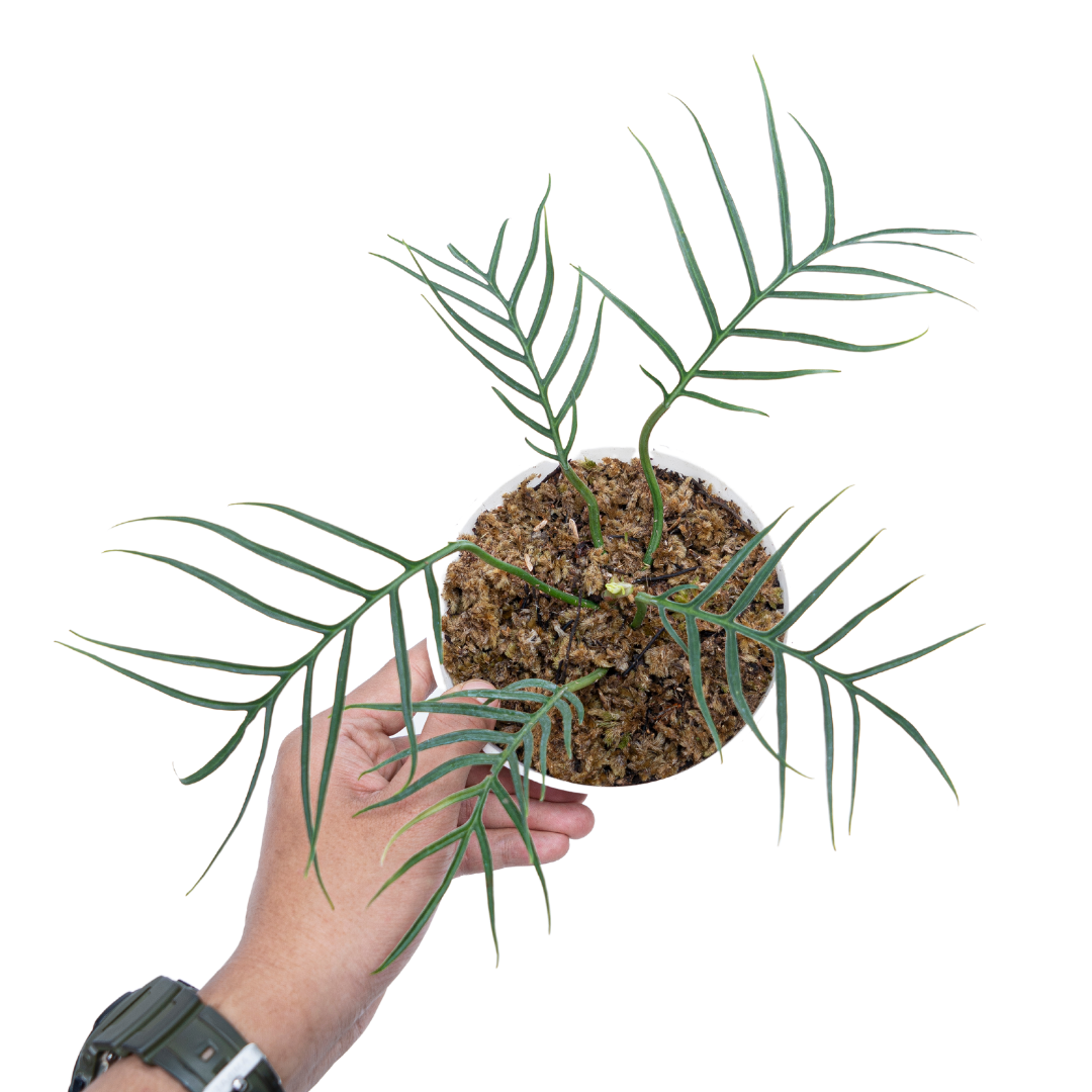 Philodendron Tortum - Image 5