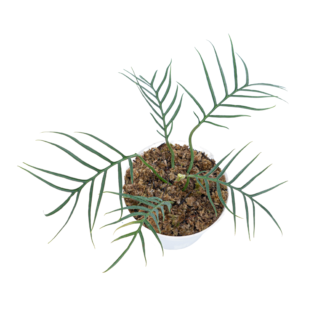 Philodendron Tortum - Image 6