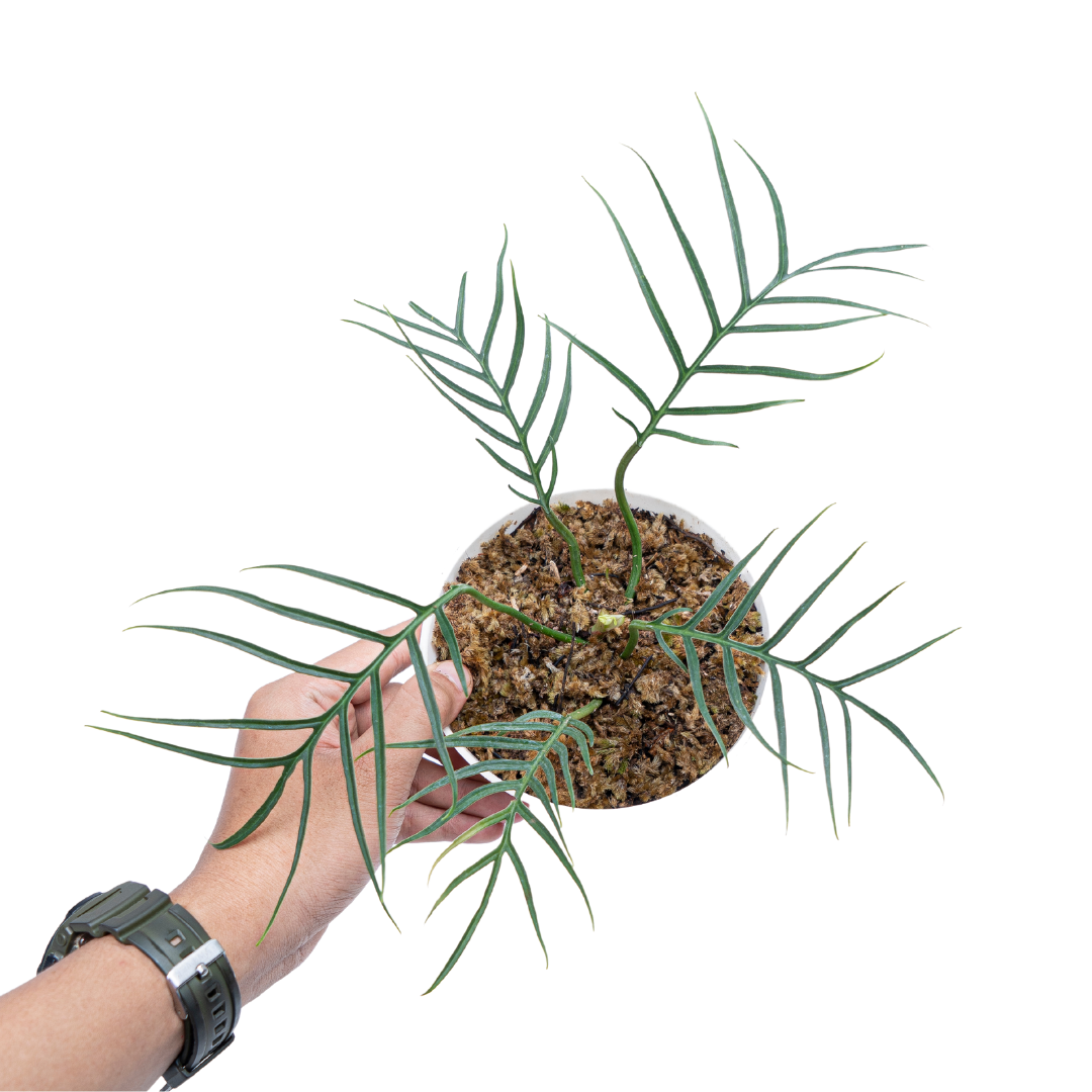 Philodendron Tortum - Image 7