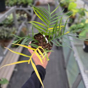 Philodendron tortum variegated