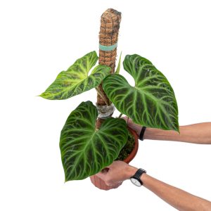 Philodendron Verrucosum - Mature size