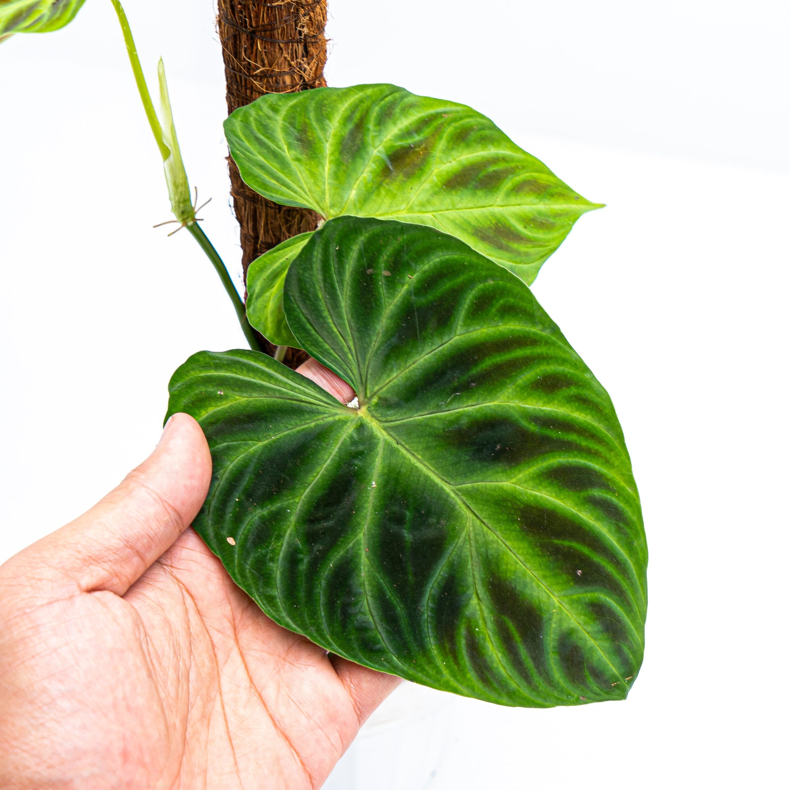 Philodendron Verrucosum - Image 2