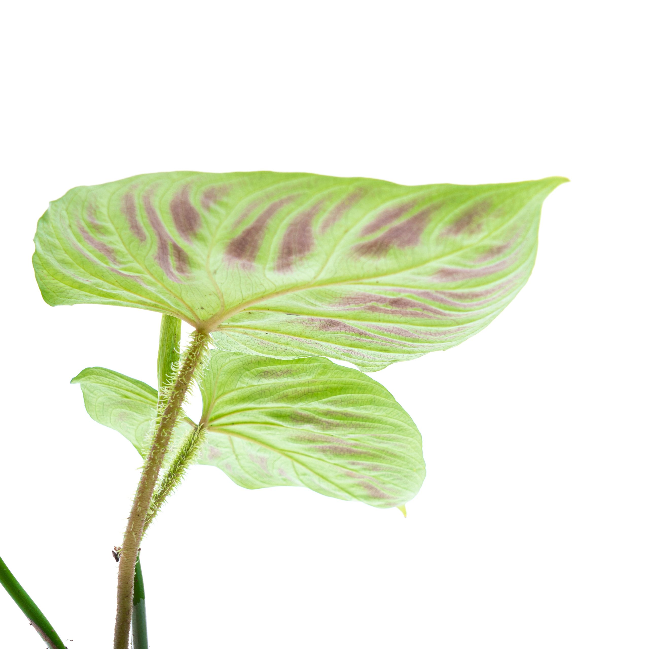 Philodendron Verrucosum - Image 3