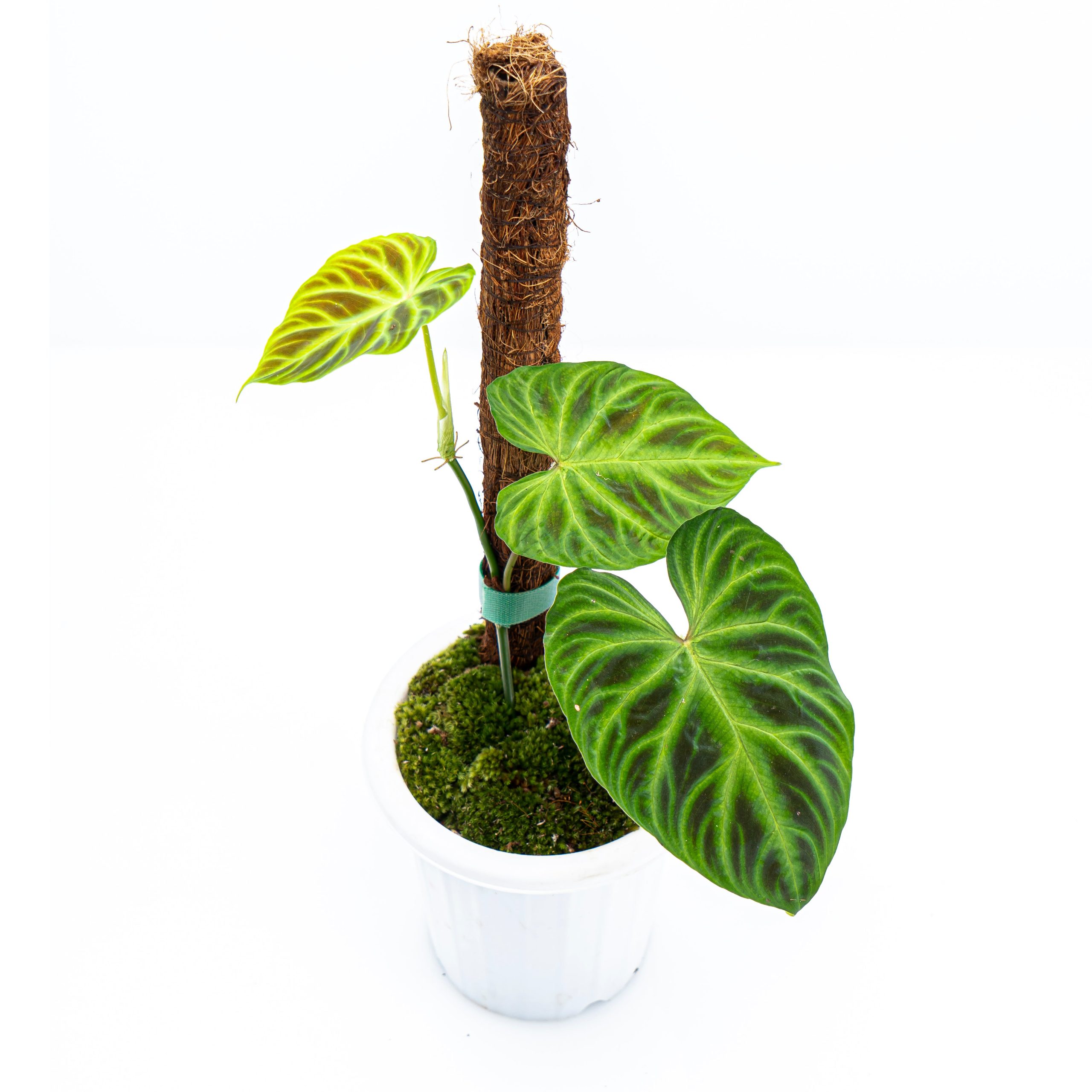 Philodendron Verrucosum - Image 4