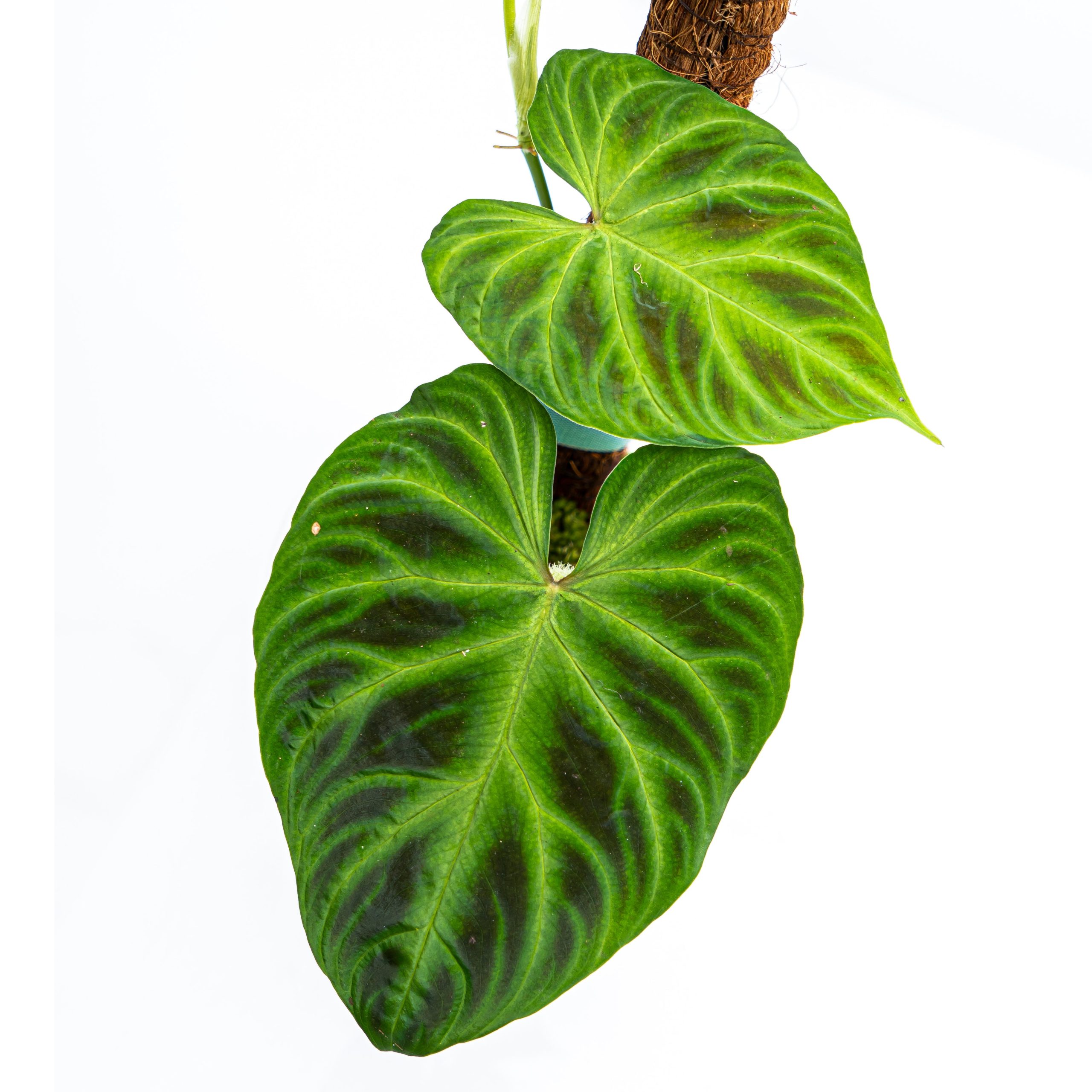 Philodendron Verrucosum - Image 5