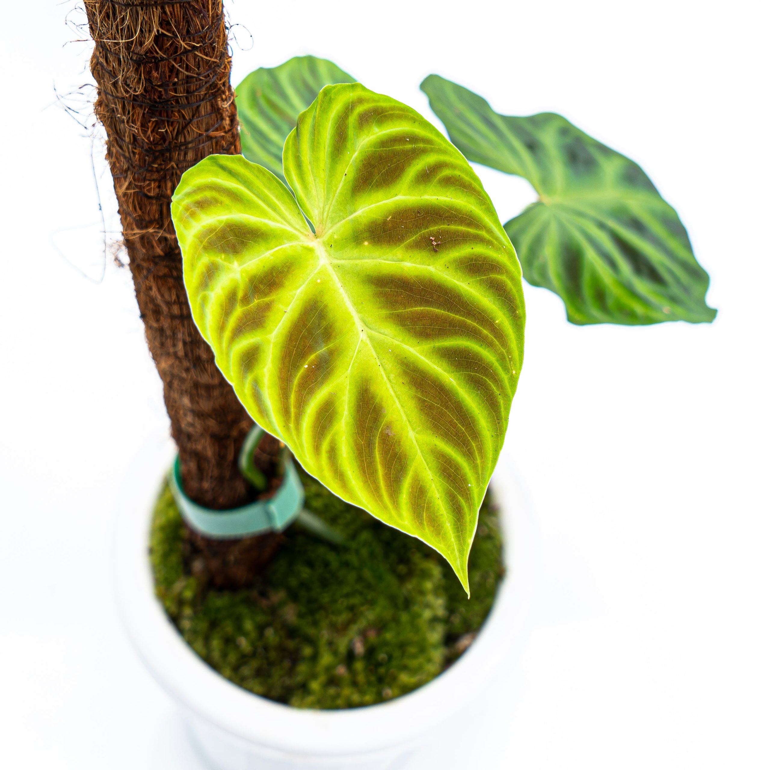Philodendron Verrucosum - Image 6
