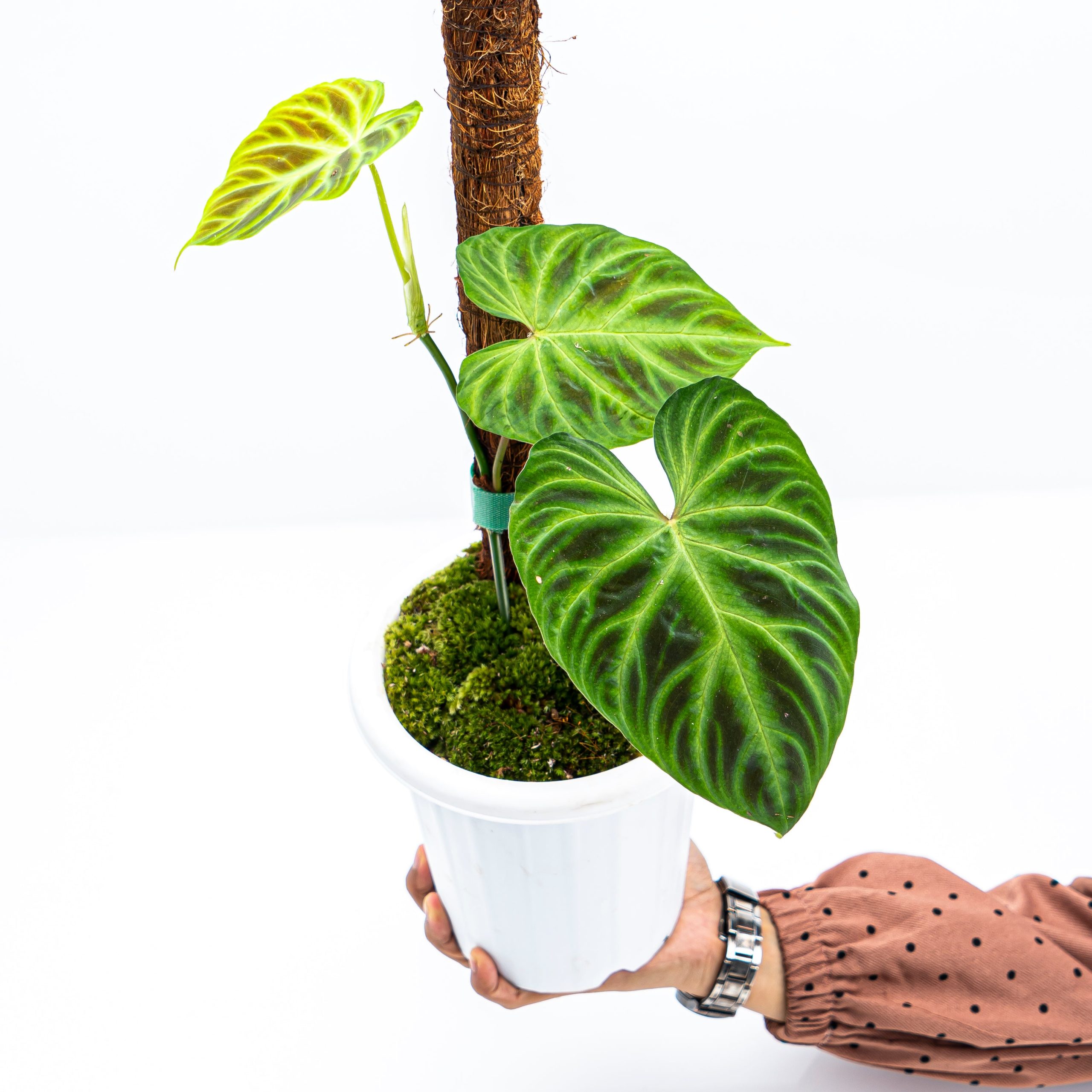 Philodendron Verrucosum - Image 7