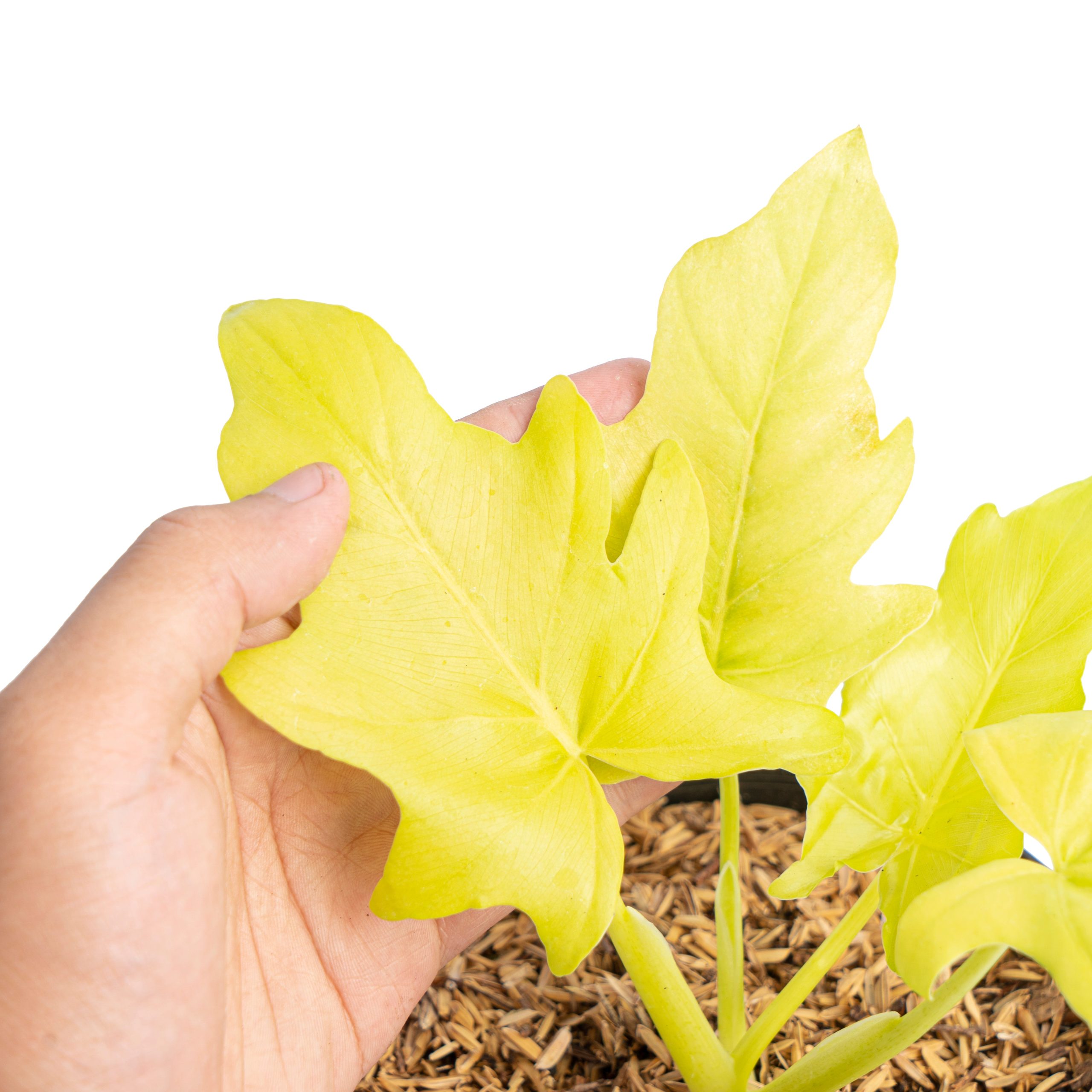 Philodendron warscewiczii aurea flavum - Image 2
