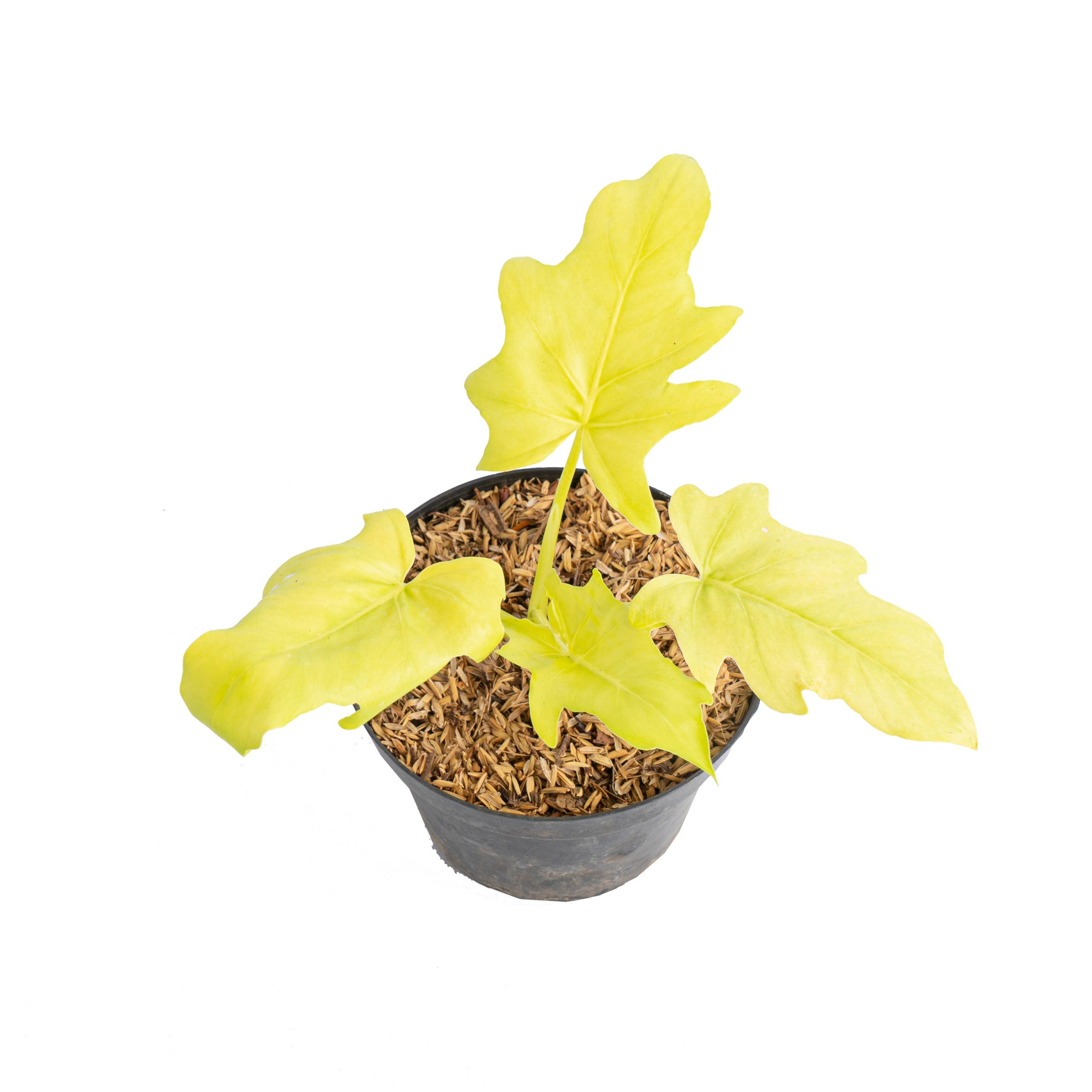 Philodendron warscewiczii aurea flavum - Image 3