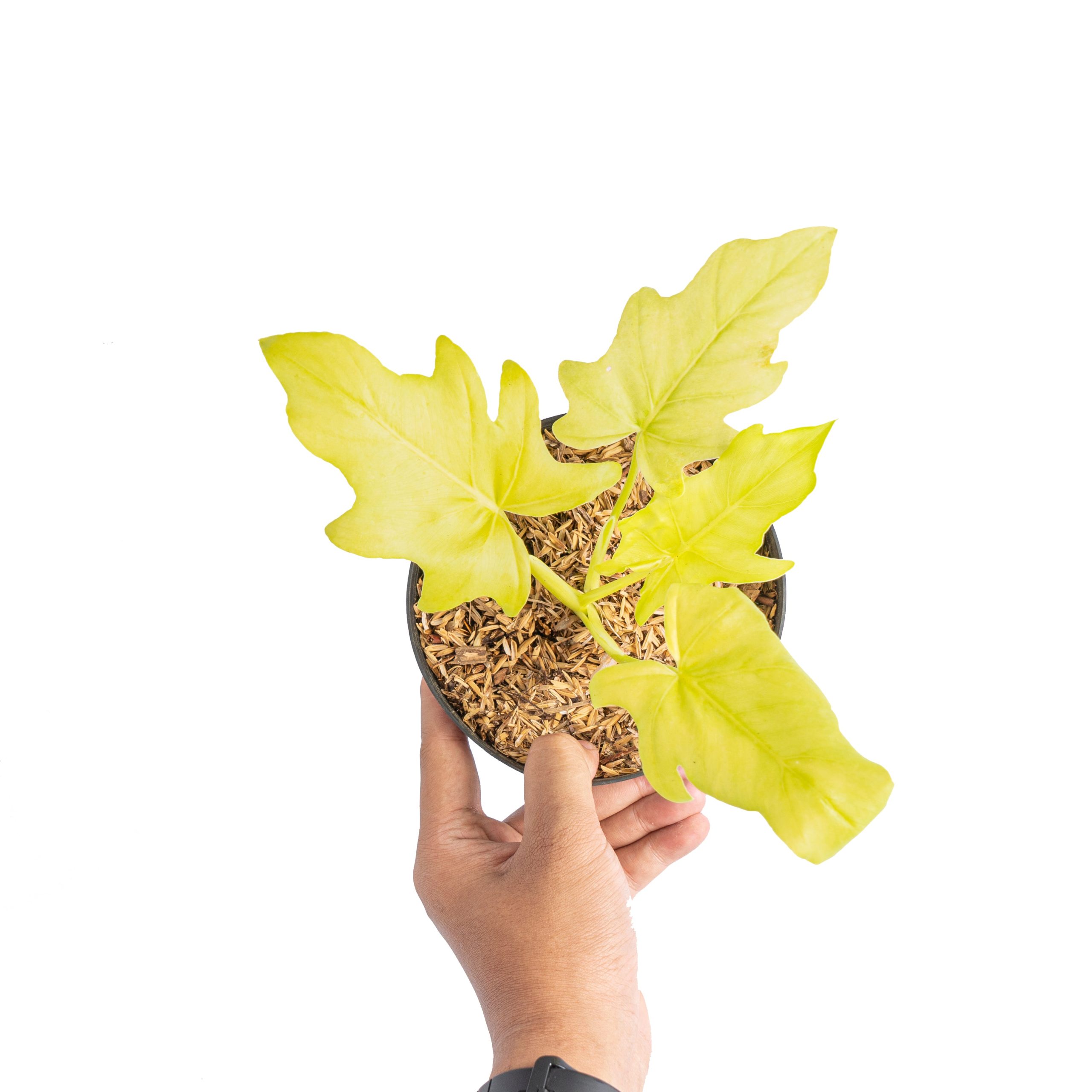 Philodendron warscewiczii aurea flavum - Image 4